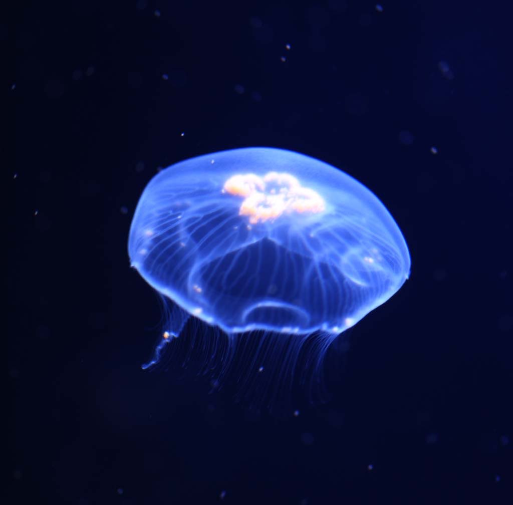 アーティスト写真