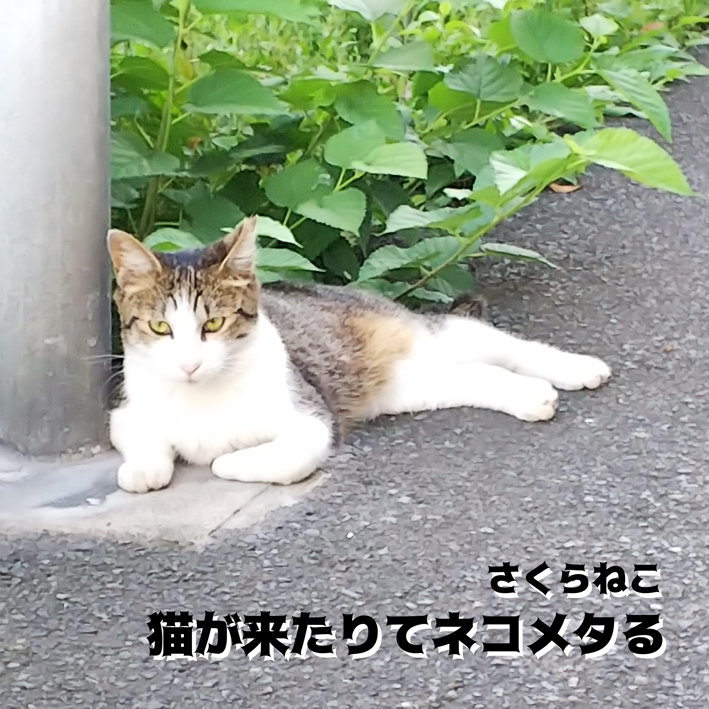 アーティスト写真