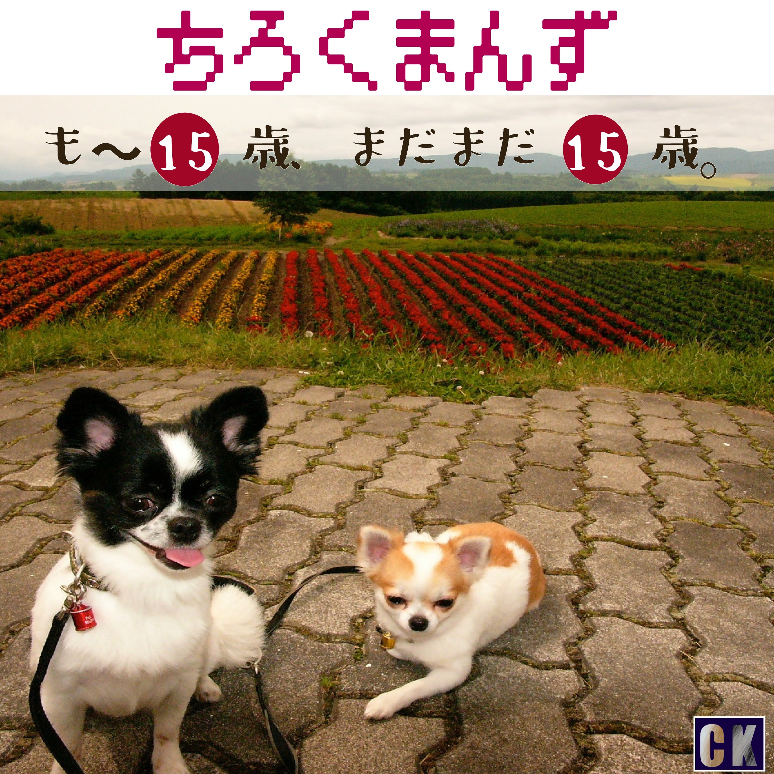 ジャケット写真
