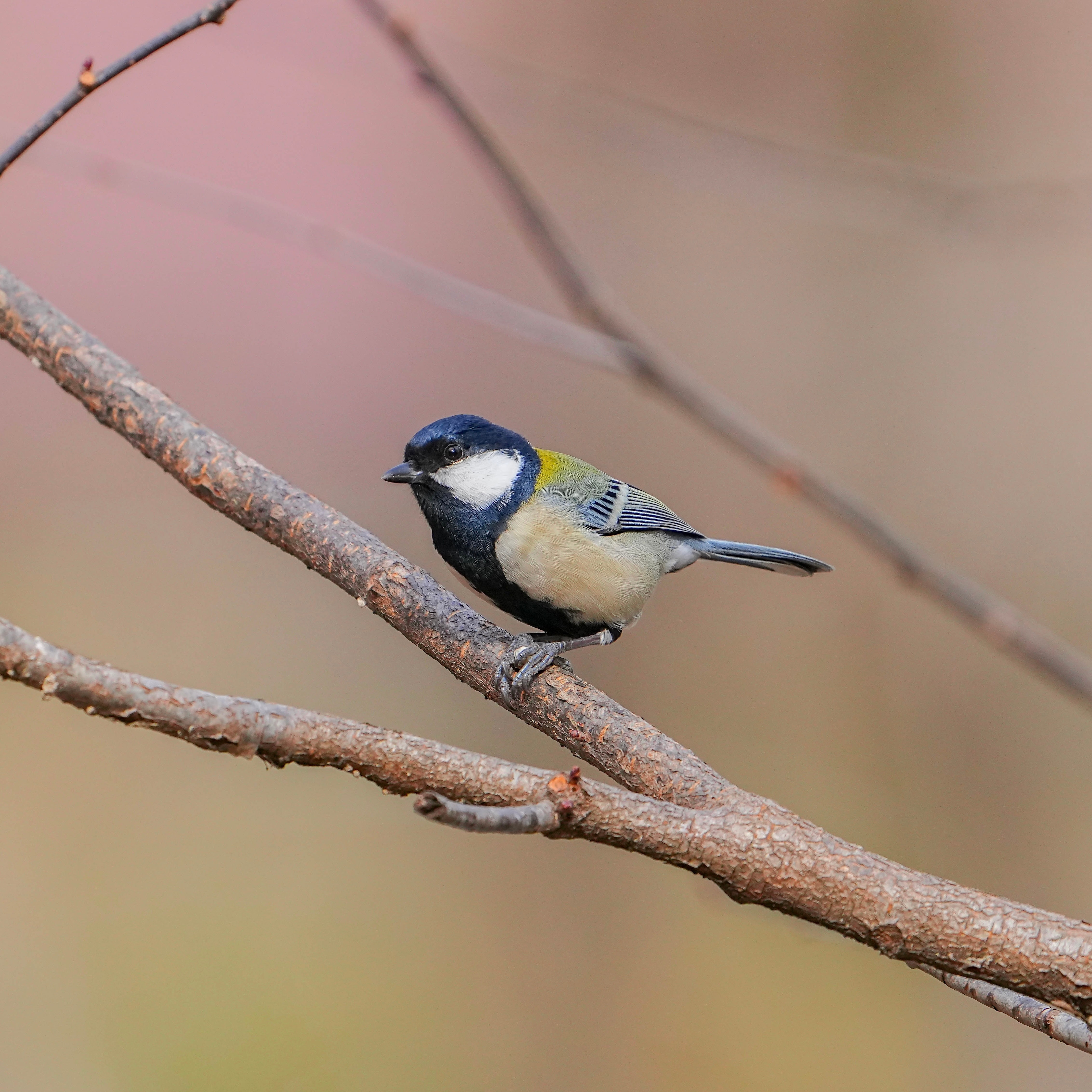 ジャケット写真