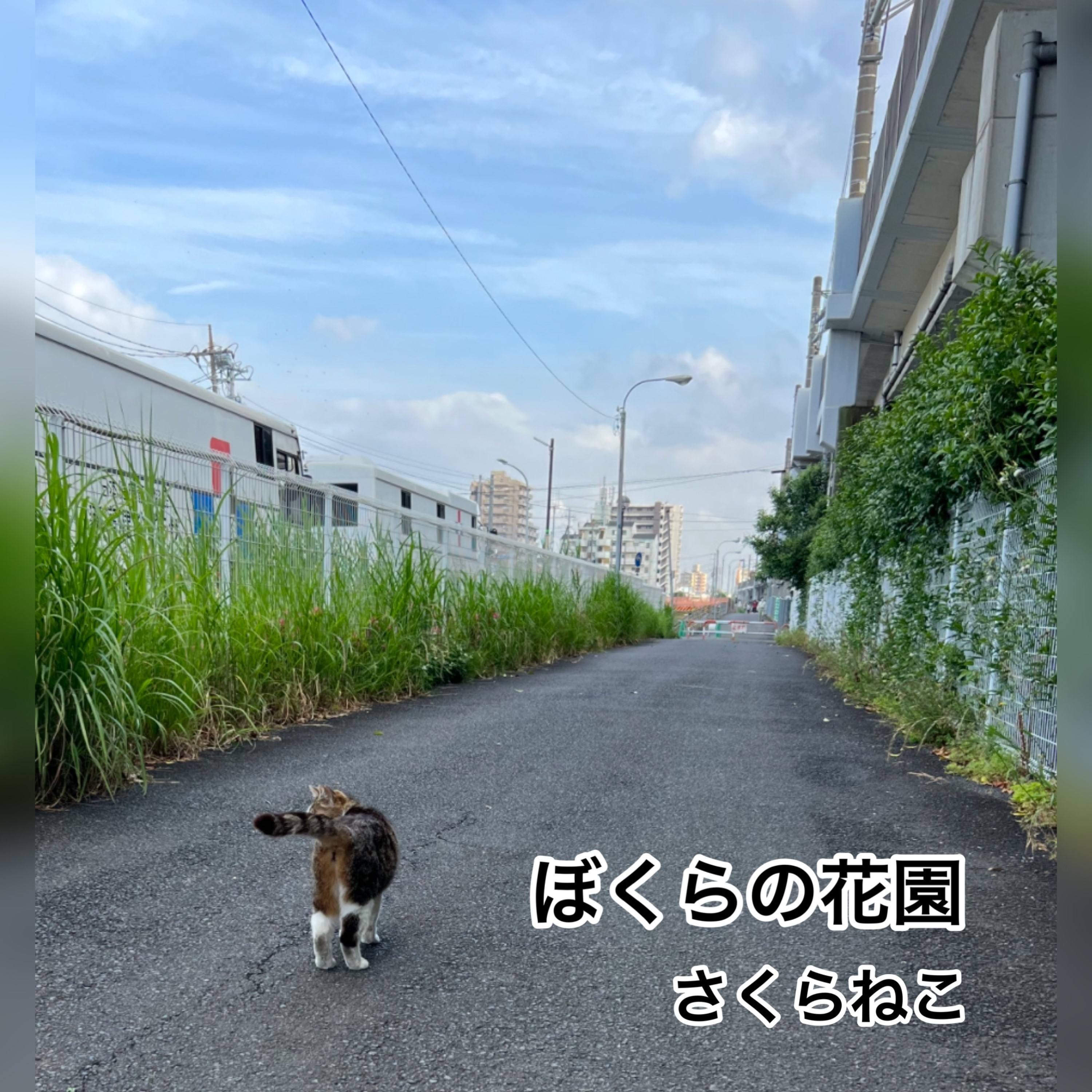 ジャケット写真