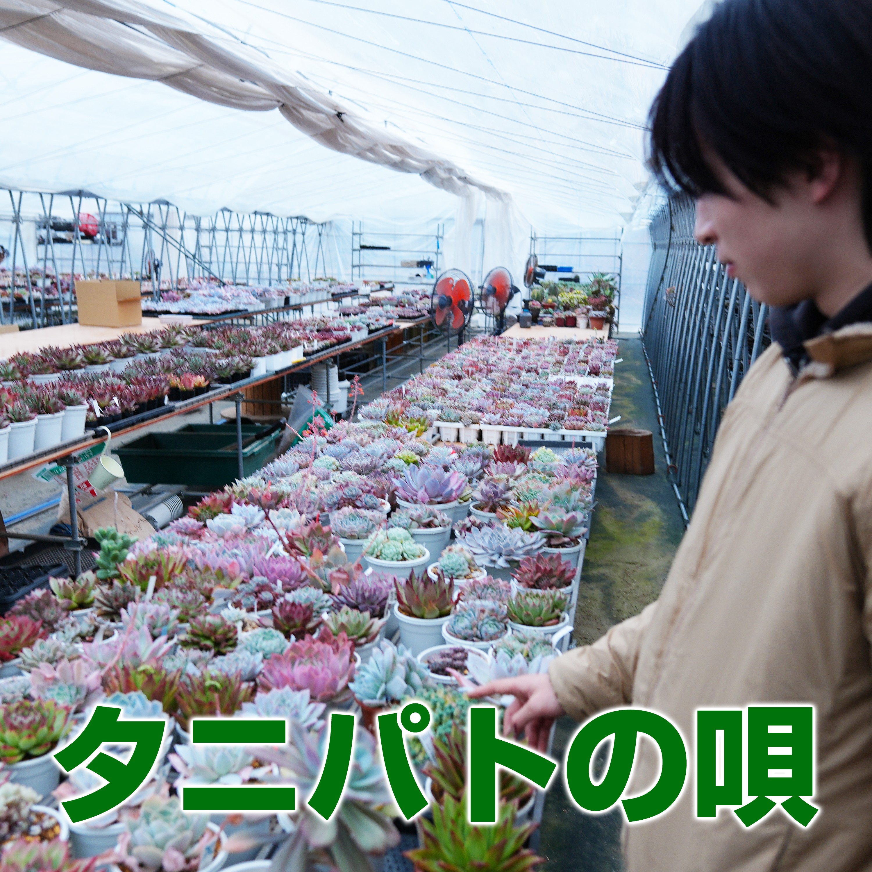 ジャケット写真