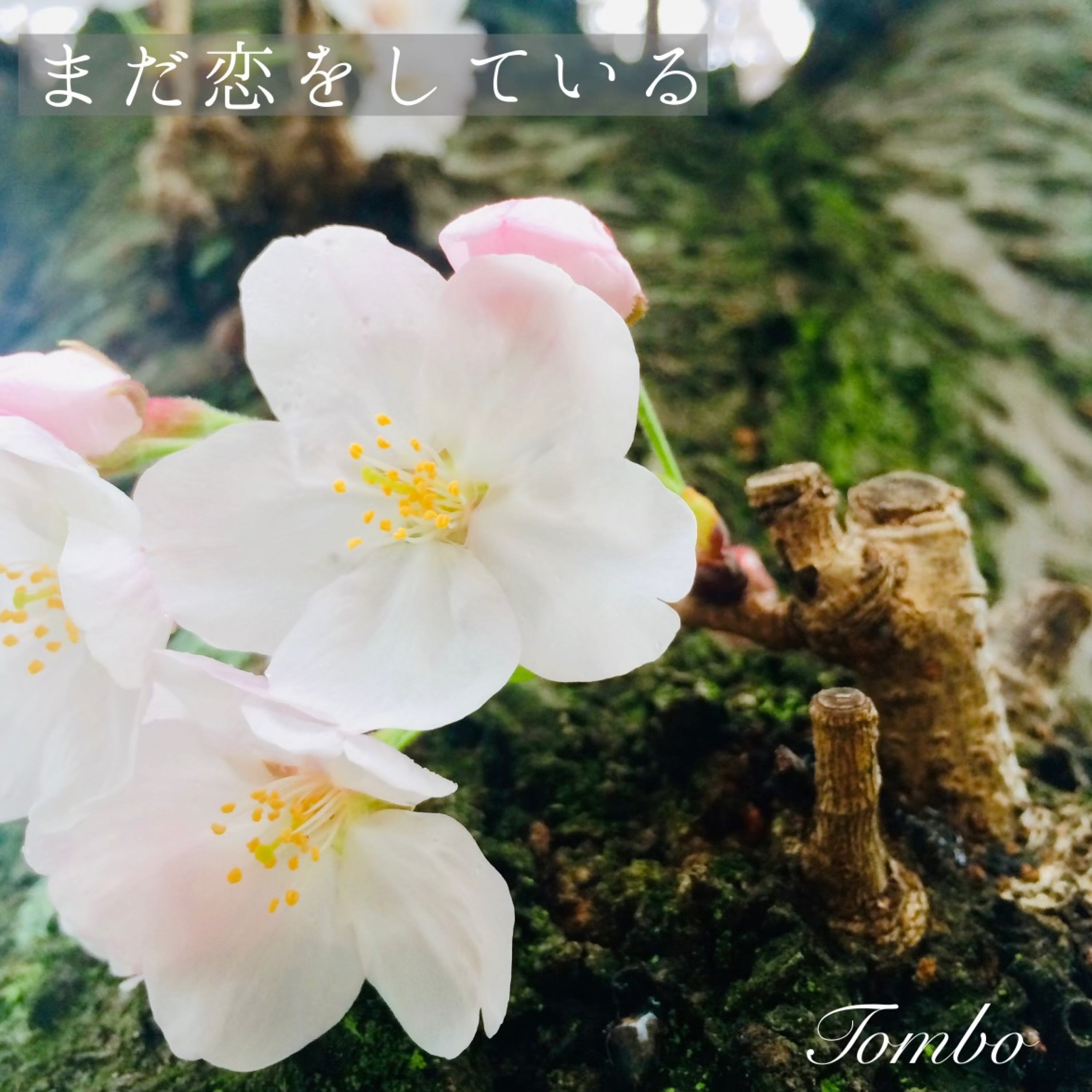 ジャケット写真