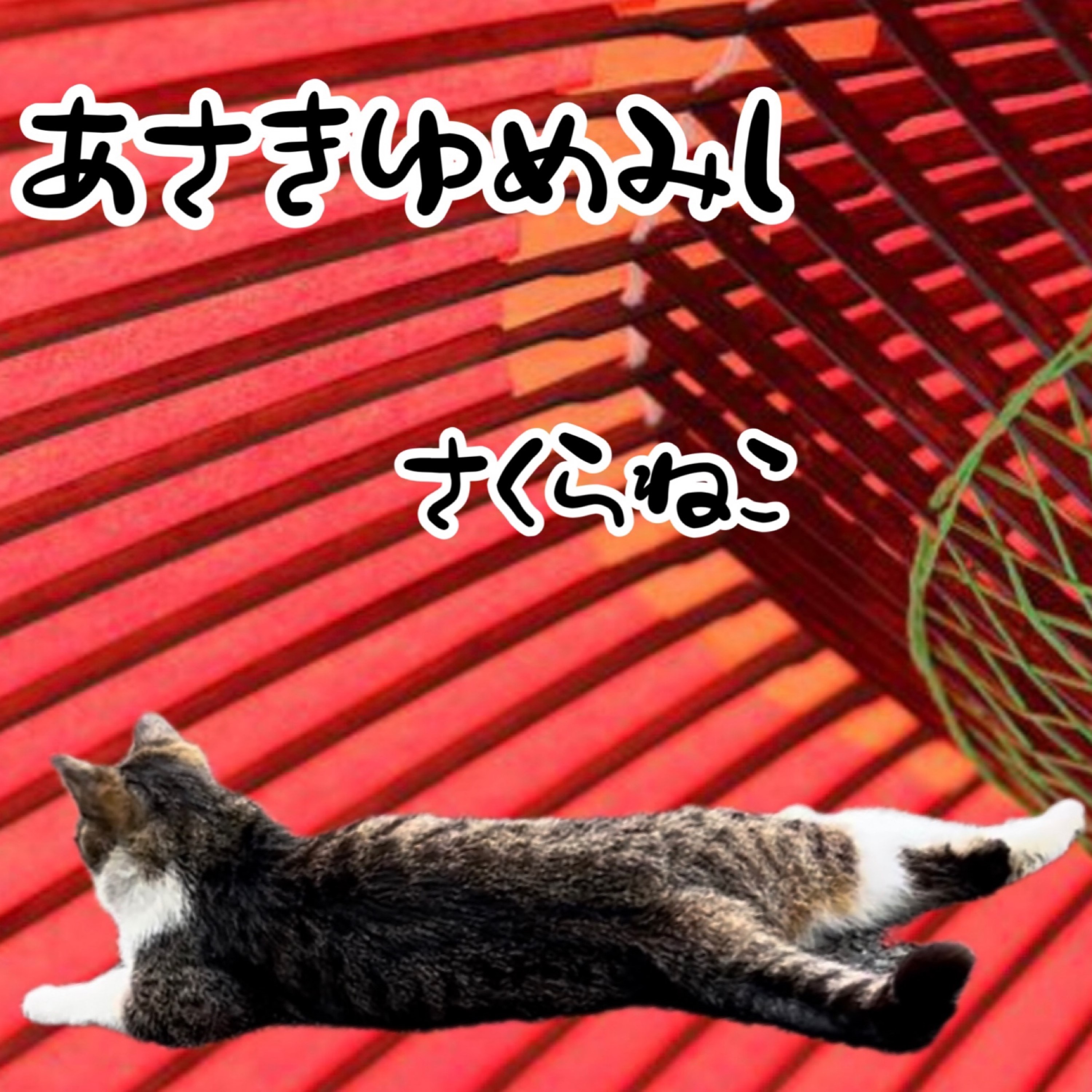 ジャケット写真