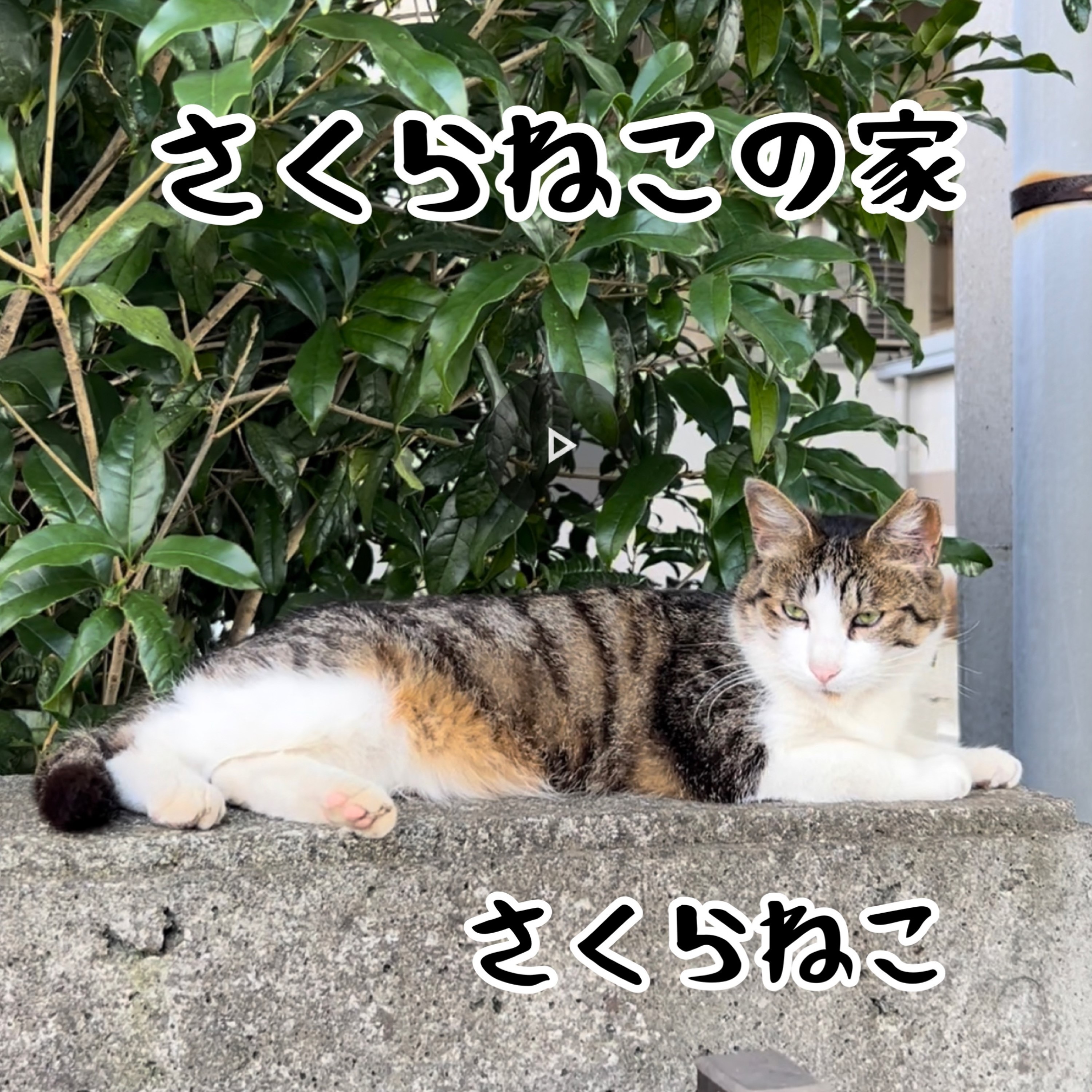ジャケット写真