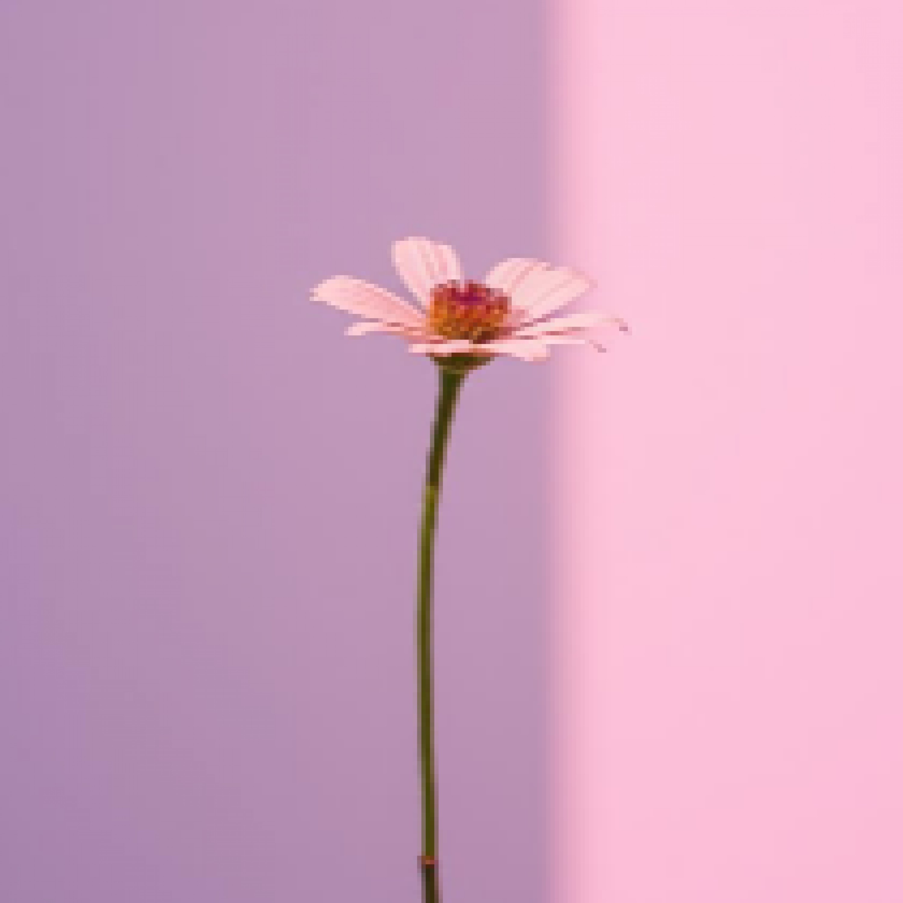 ジャケット写真