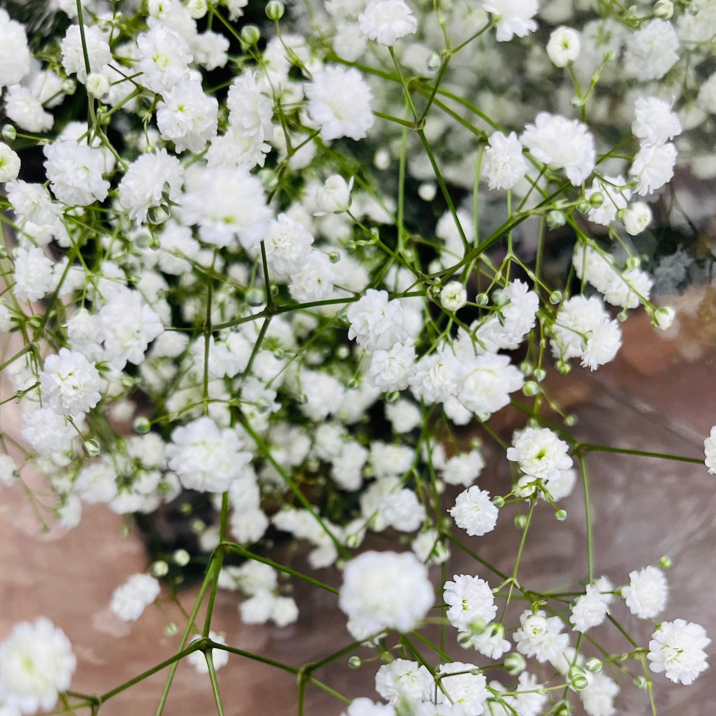 ジャケット写真