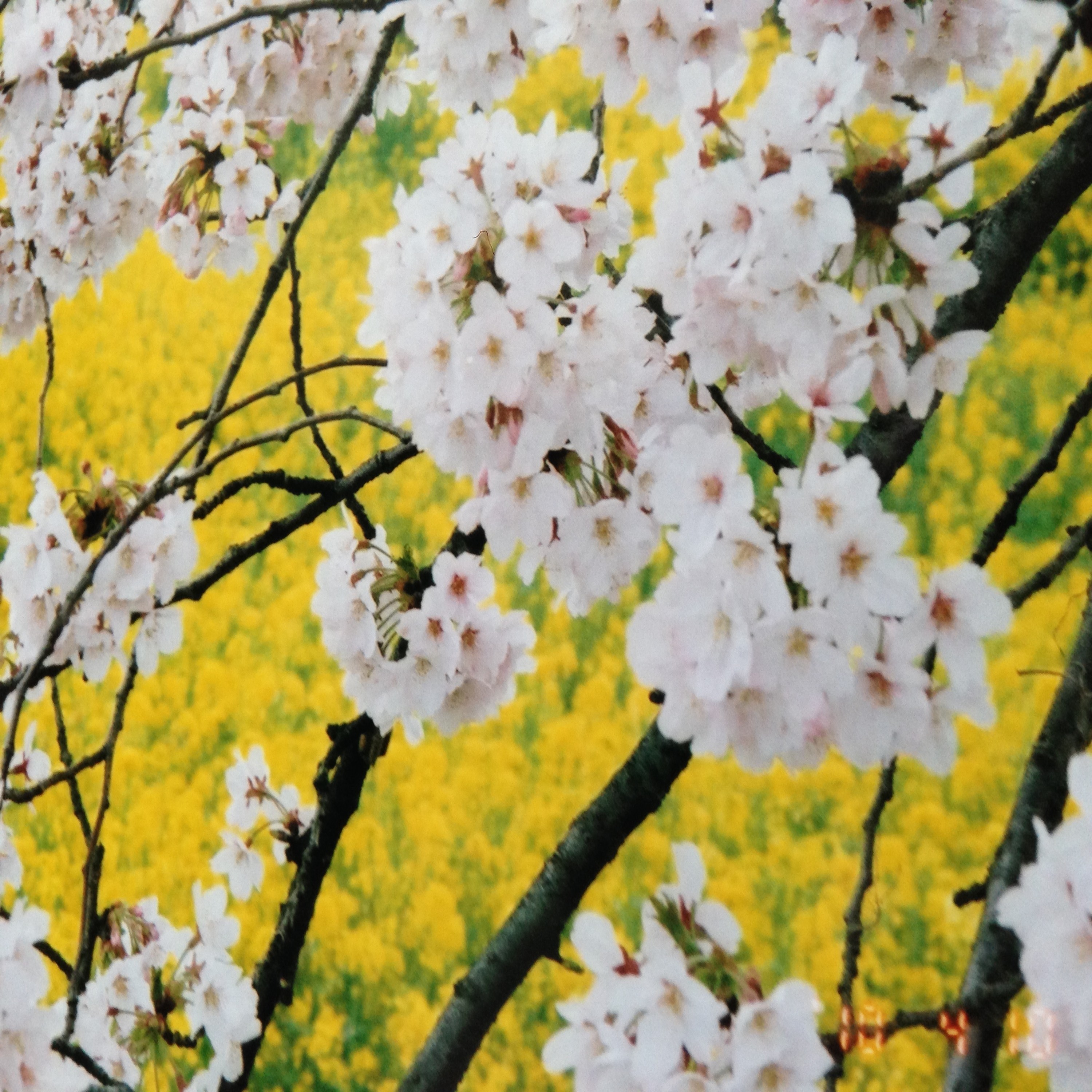 ジャケット写真