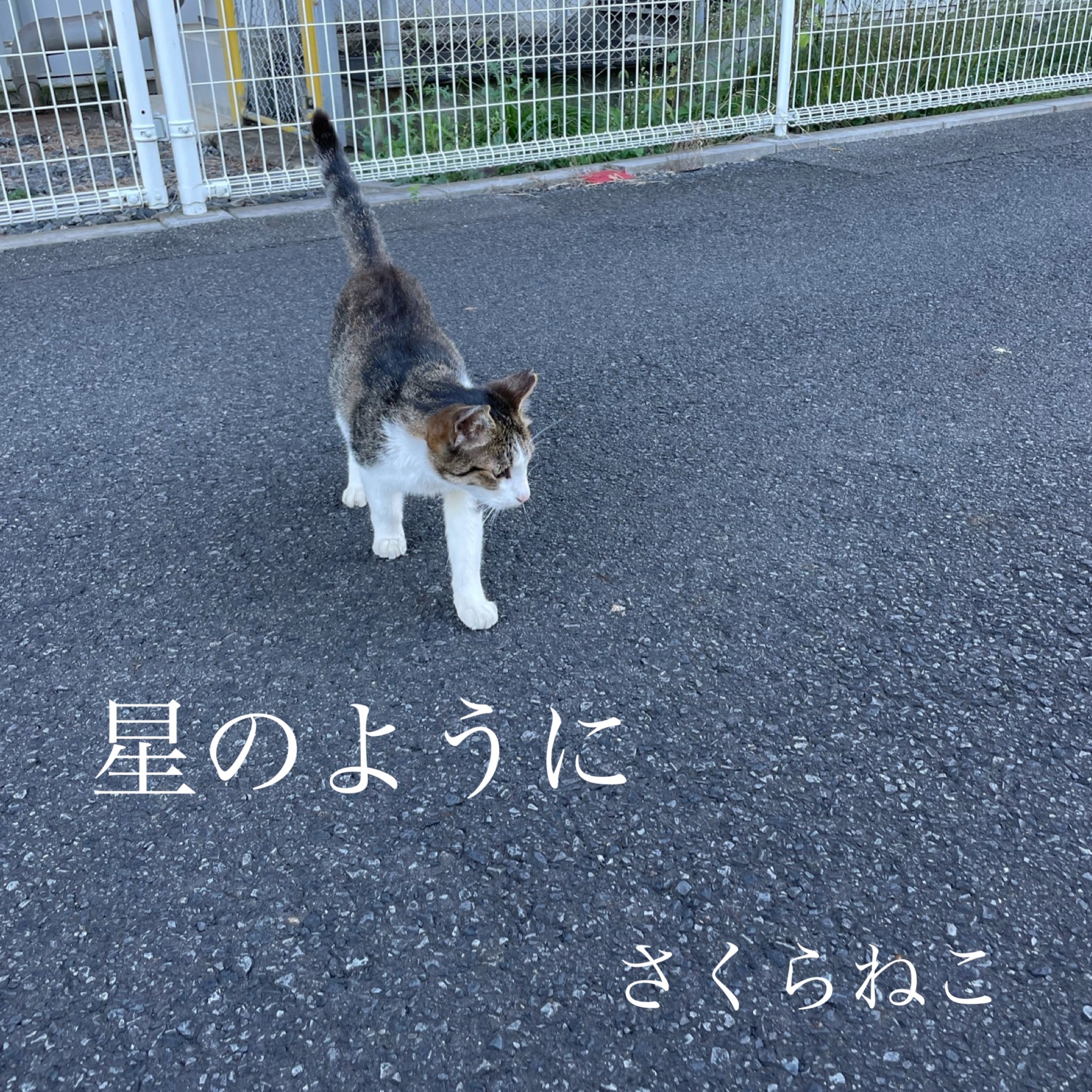 ジャケット写真