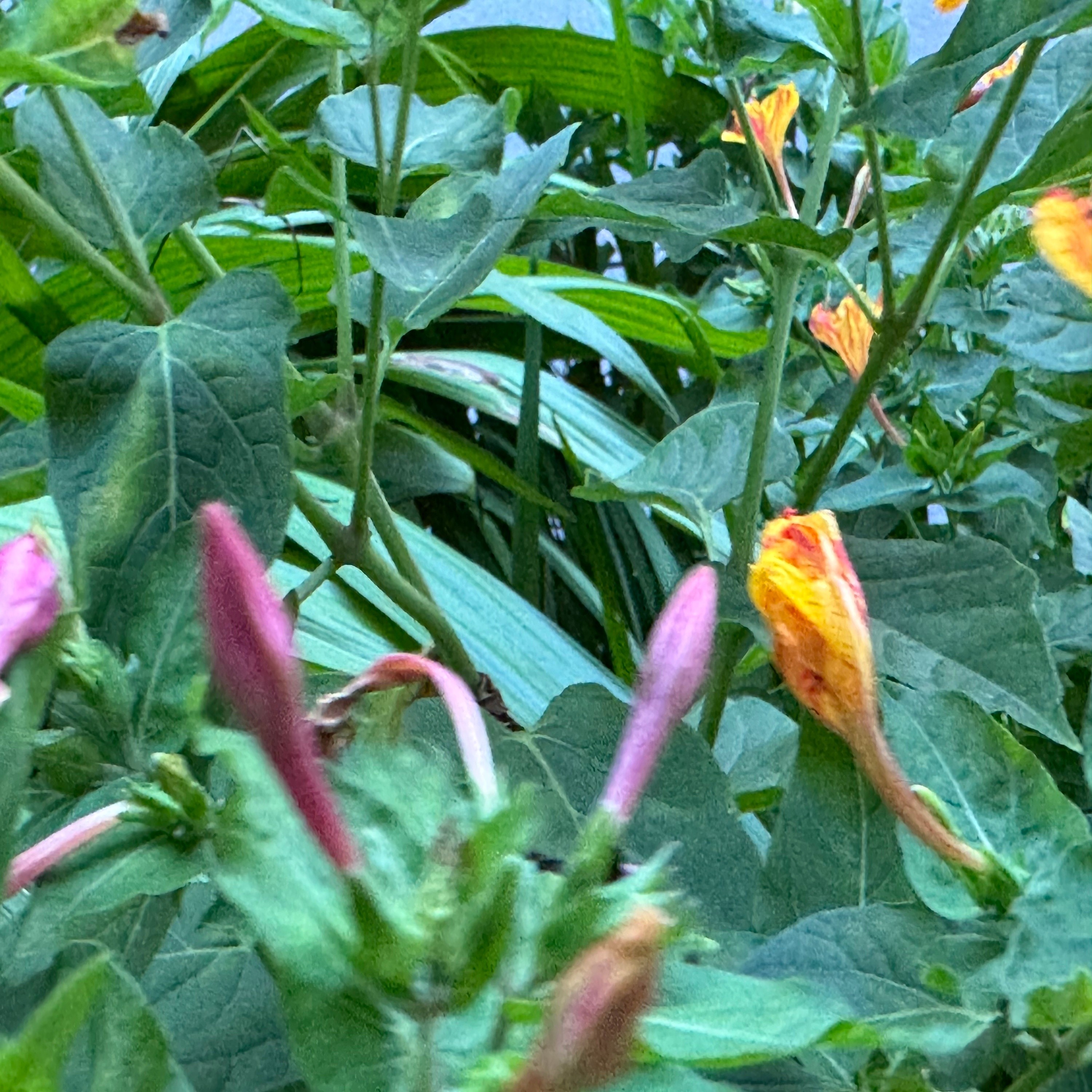 ジャケット写真