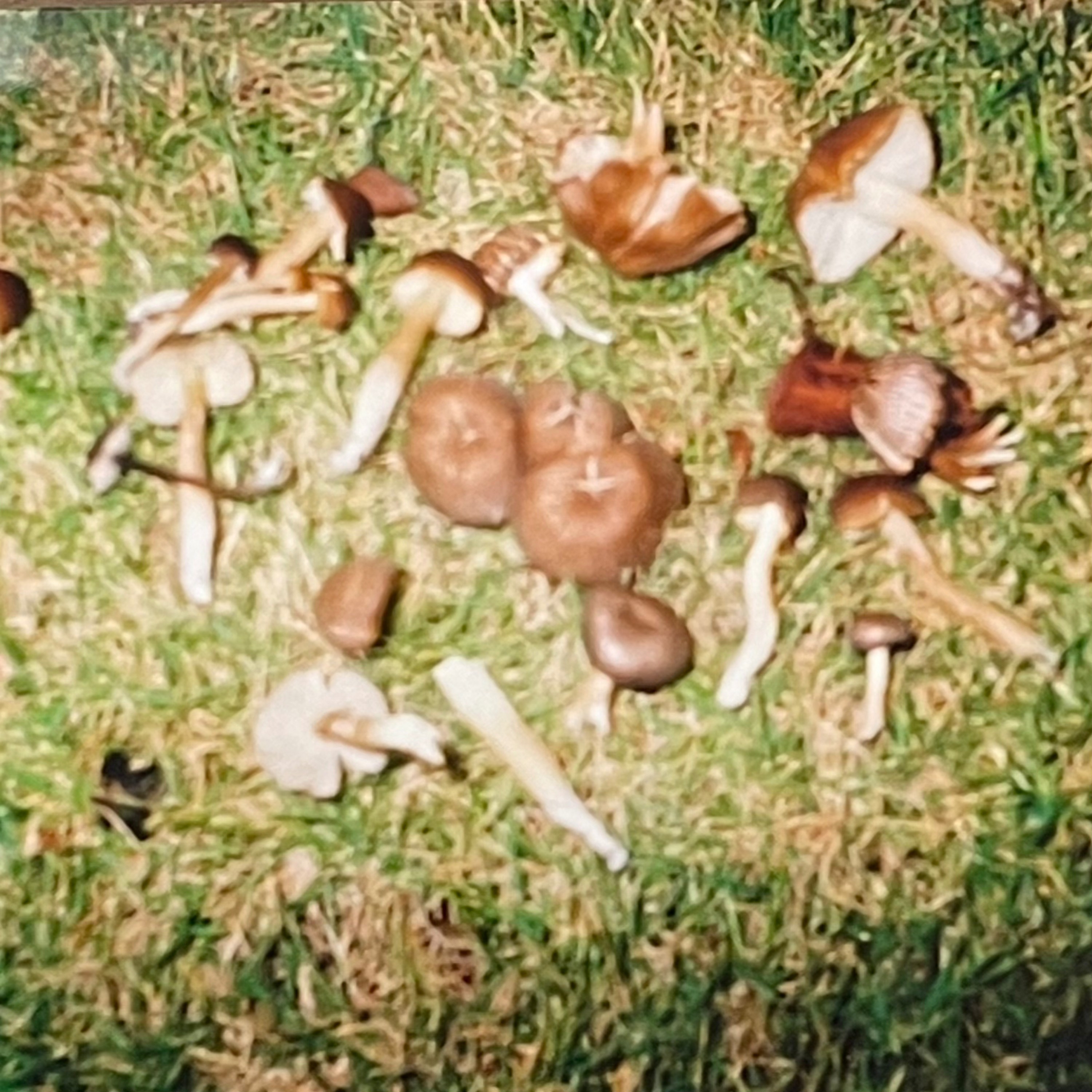 ジャケット写真