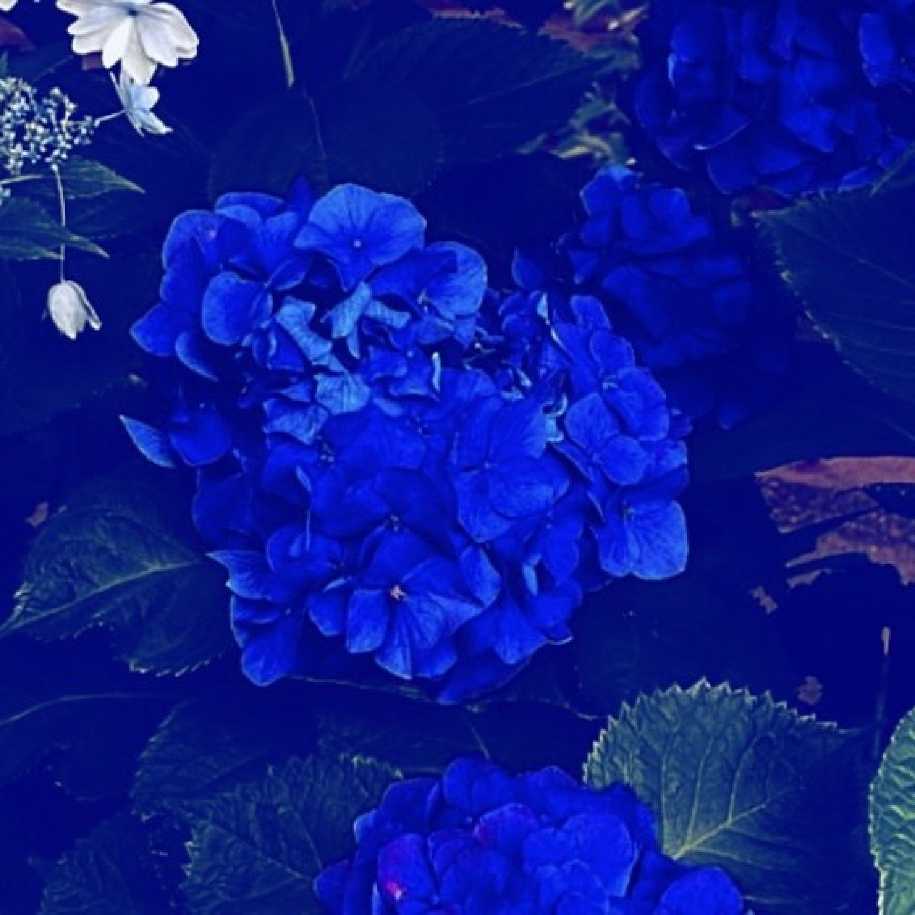 ジャケット写真