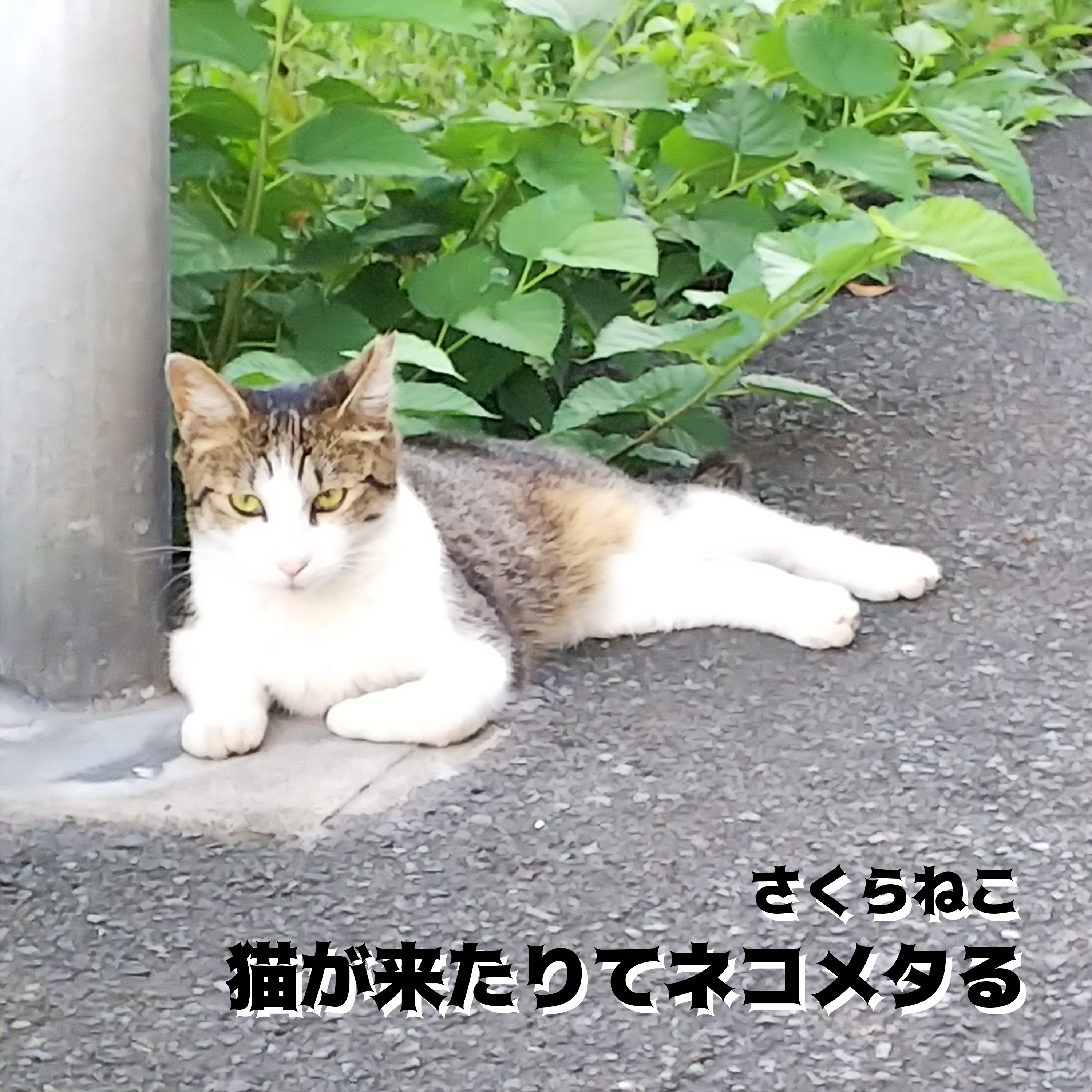 ジャケット写真