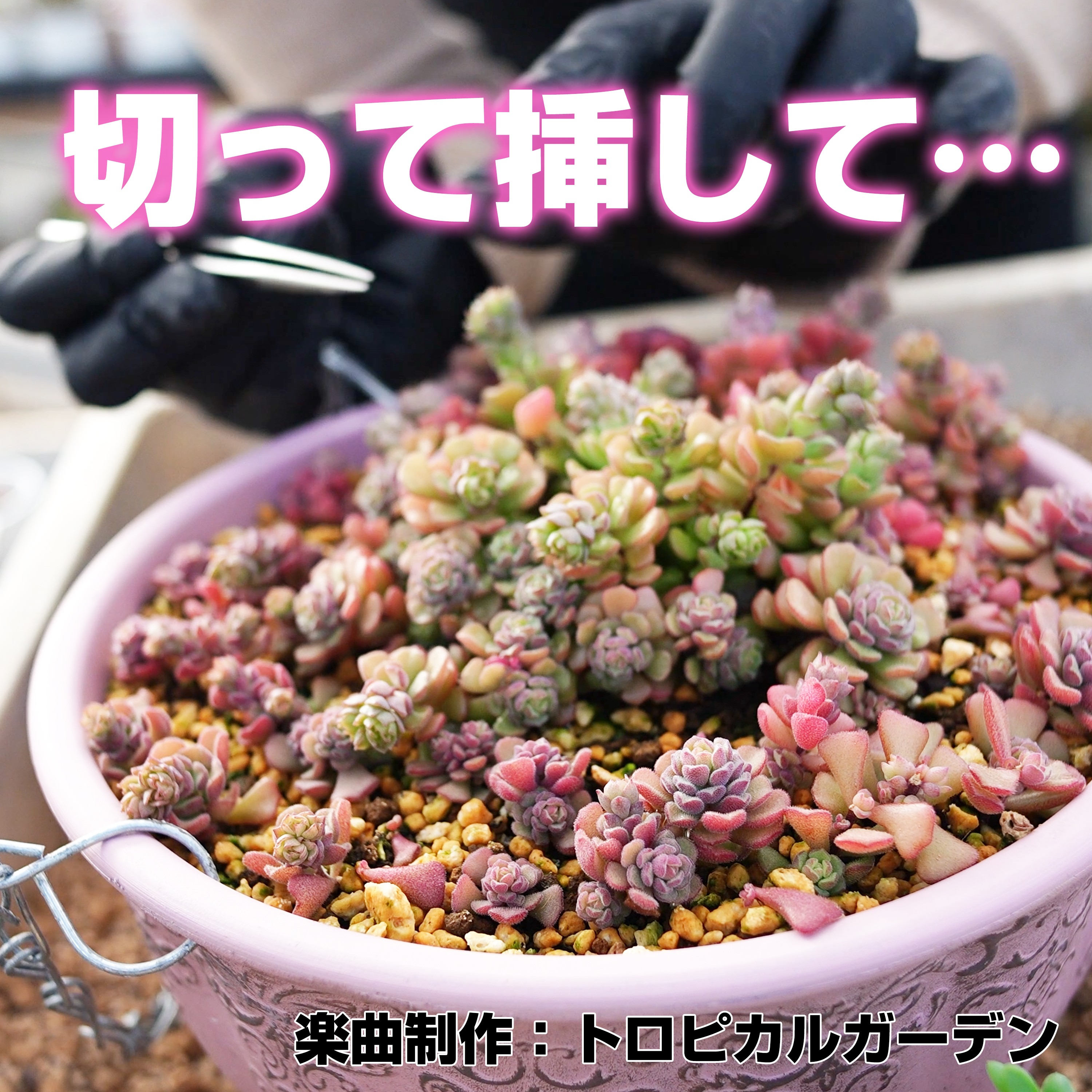 ジャケット写真
