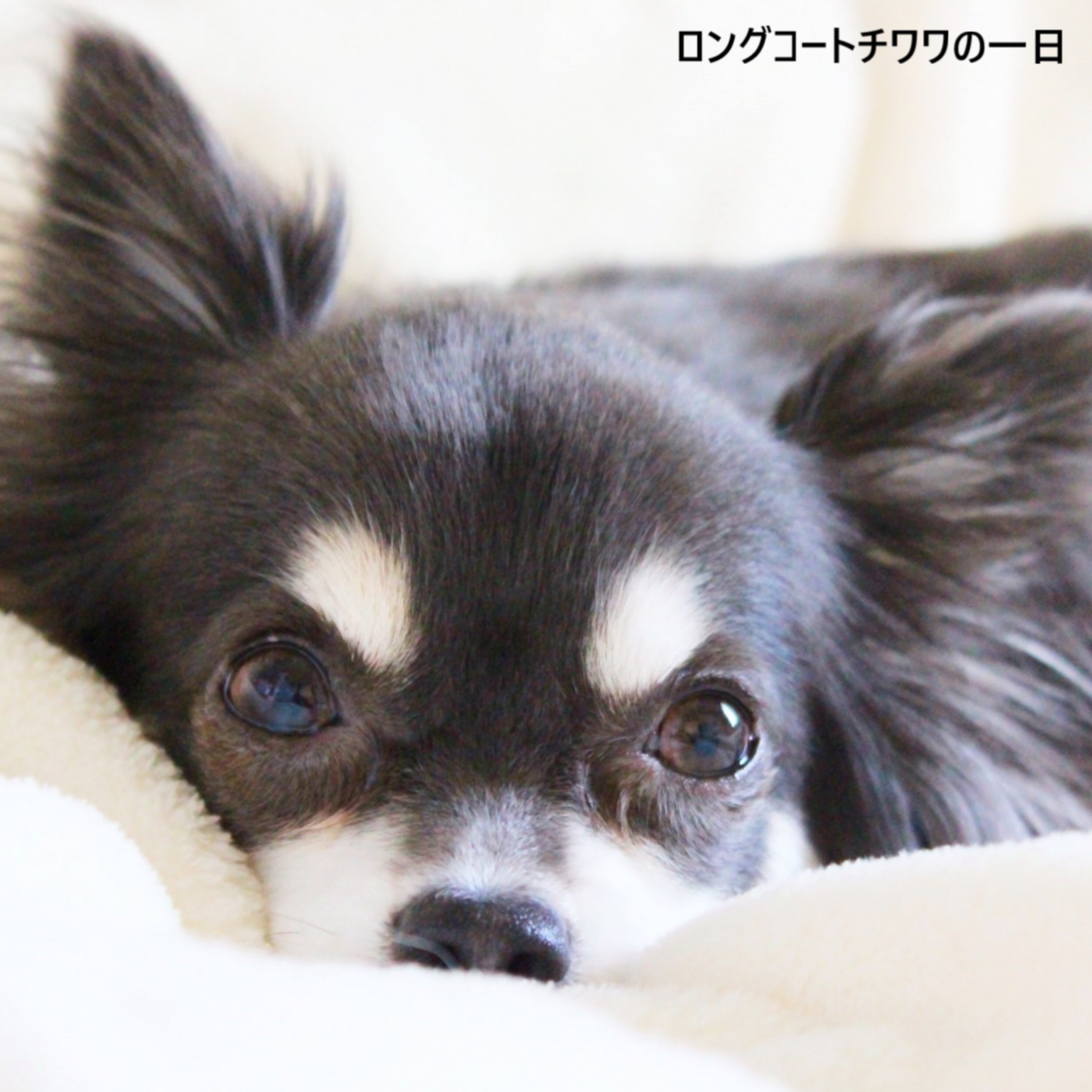 ジャケット写真