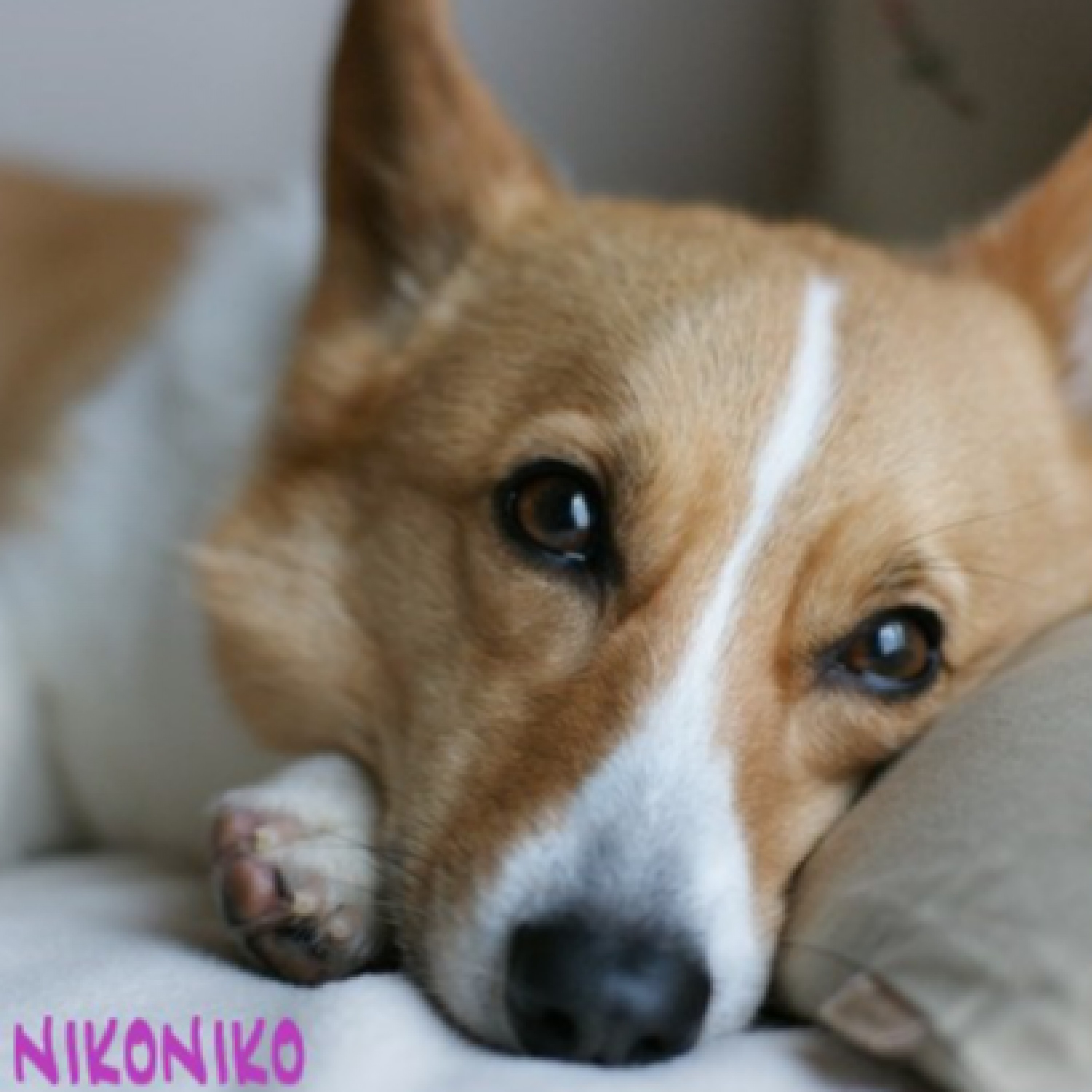 ジャケット写真