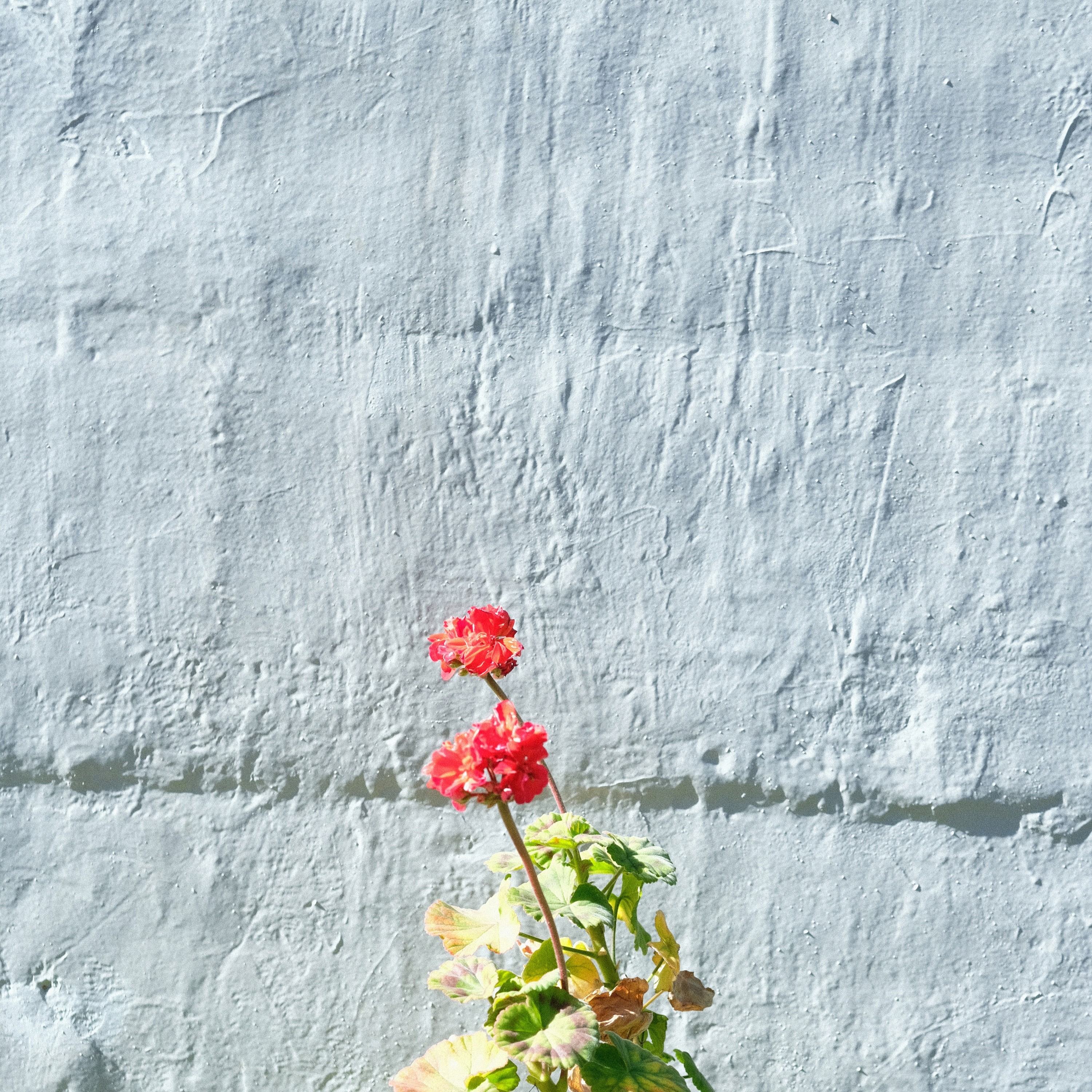 ジャケット写真