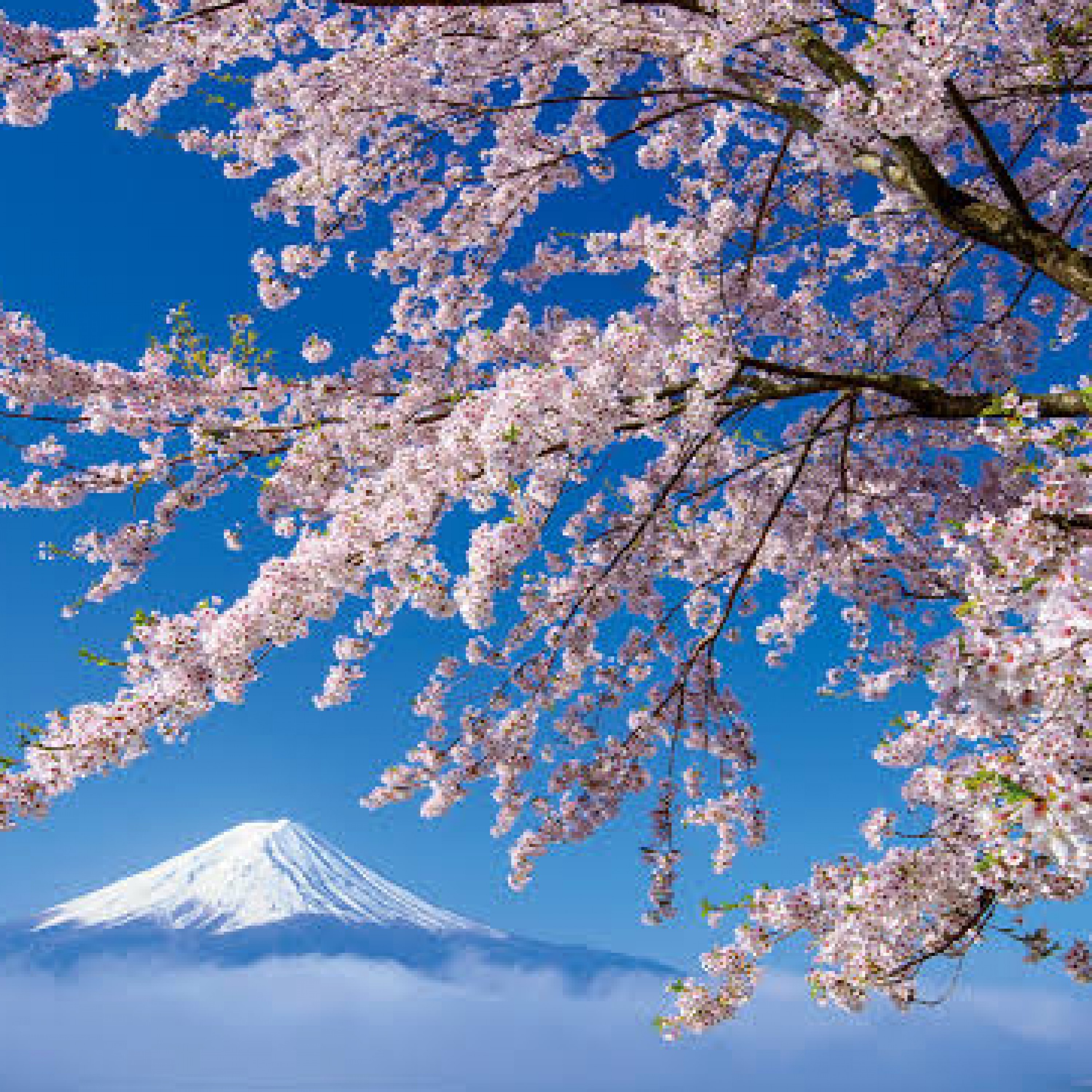 ジャケット写真