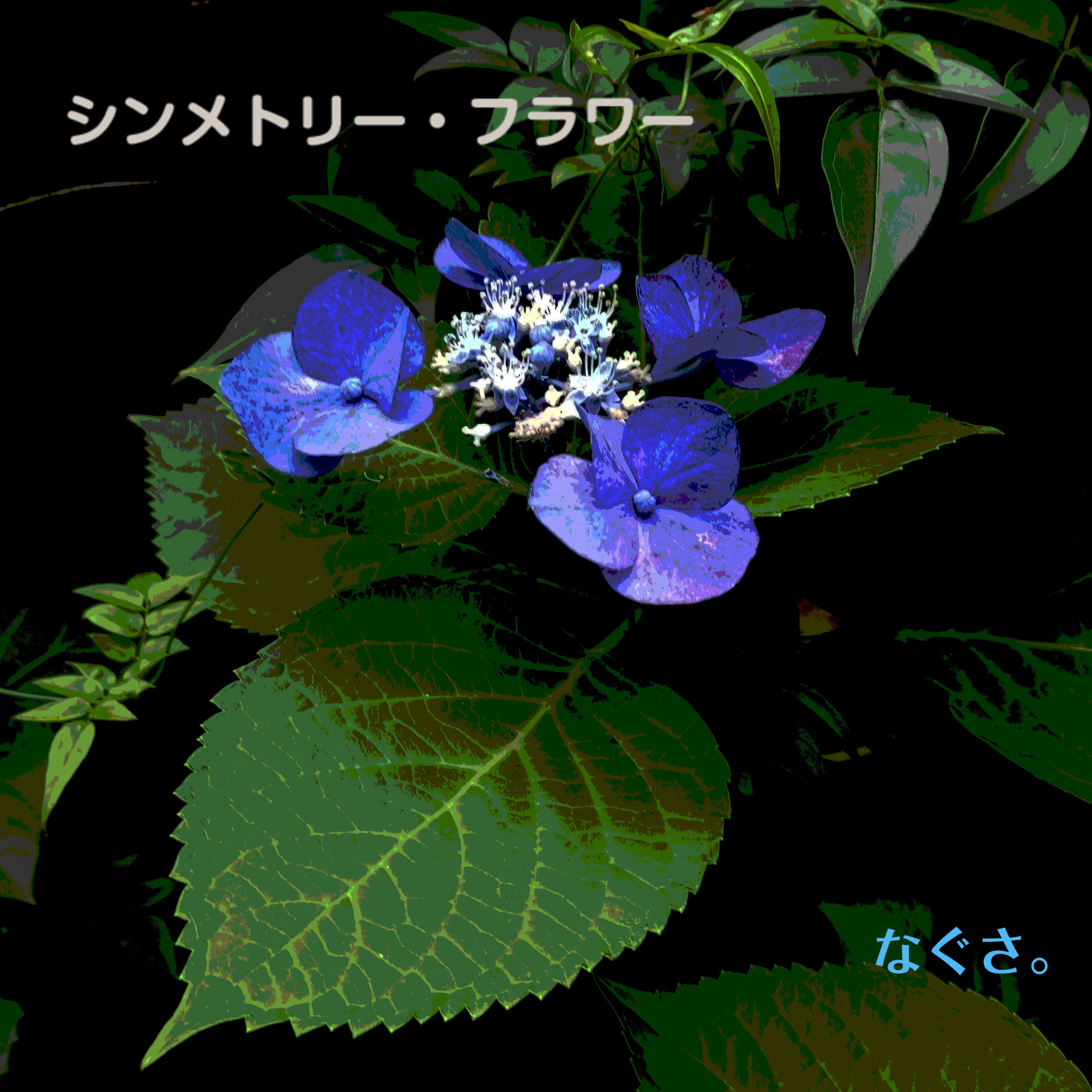 ジャケット写真