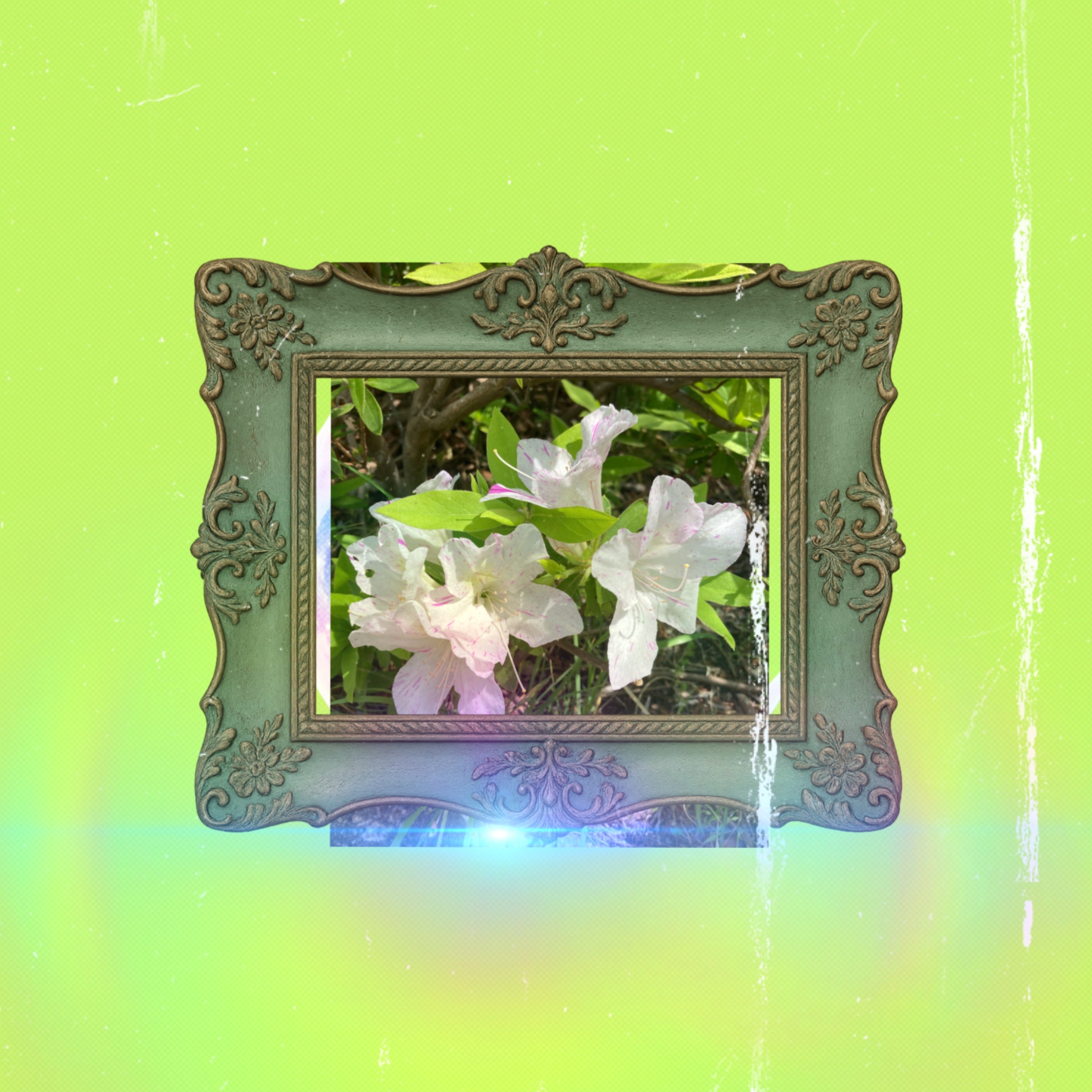 ジャケット写真