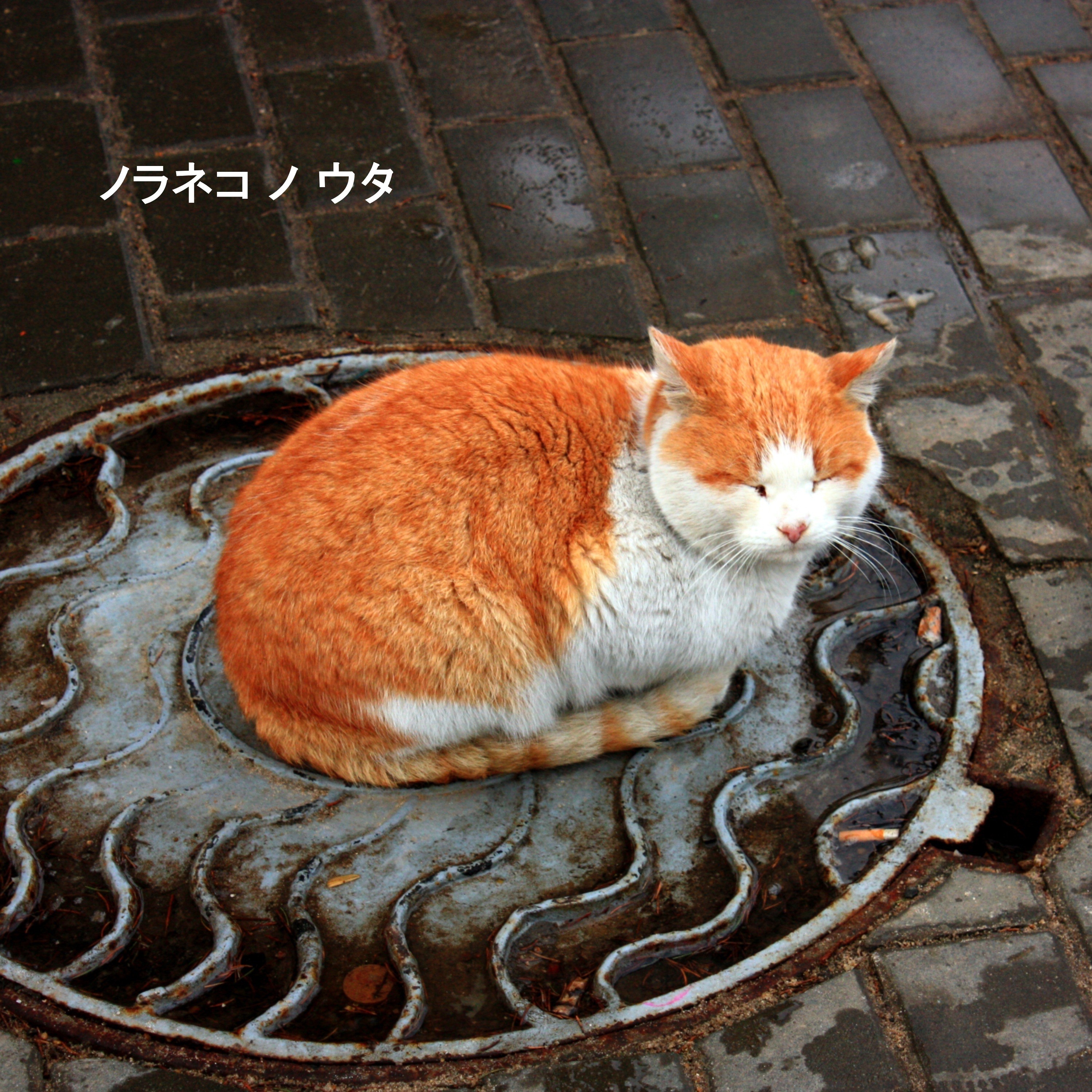 ジャケット写真