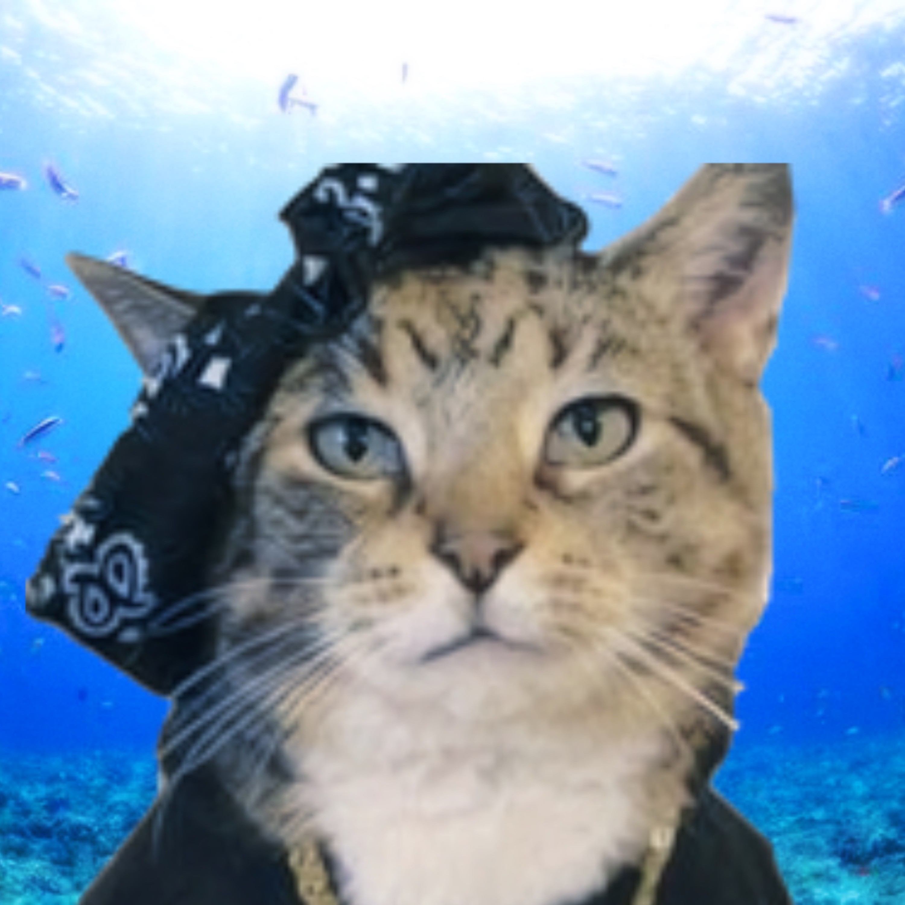 ジャケット写真