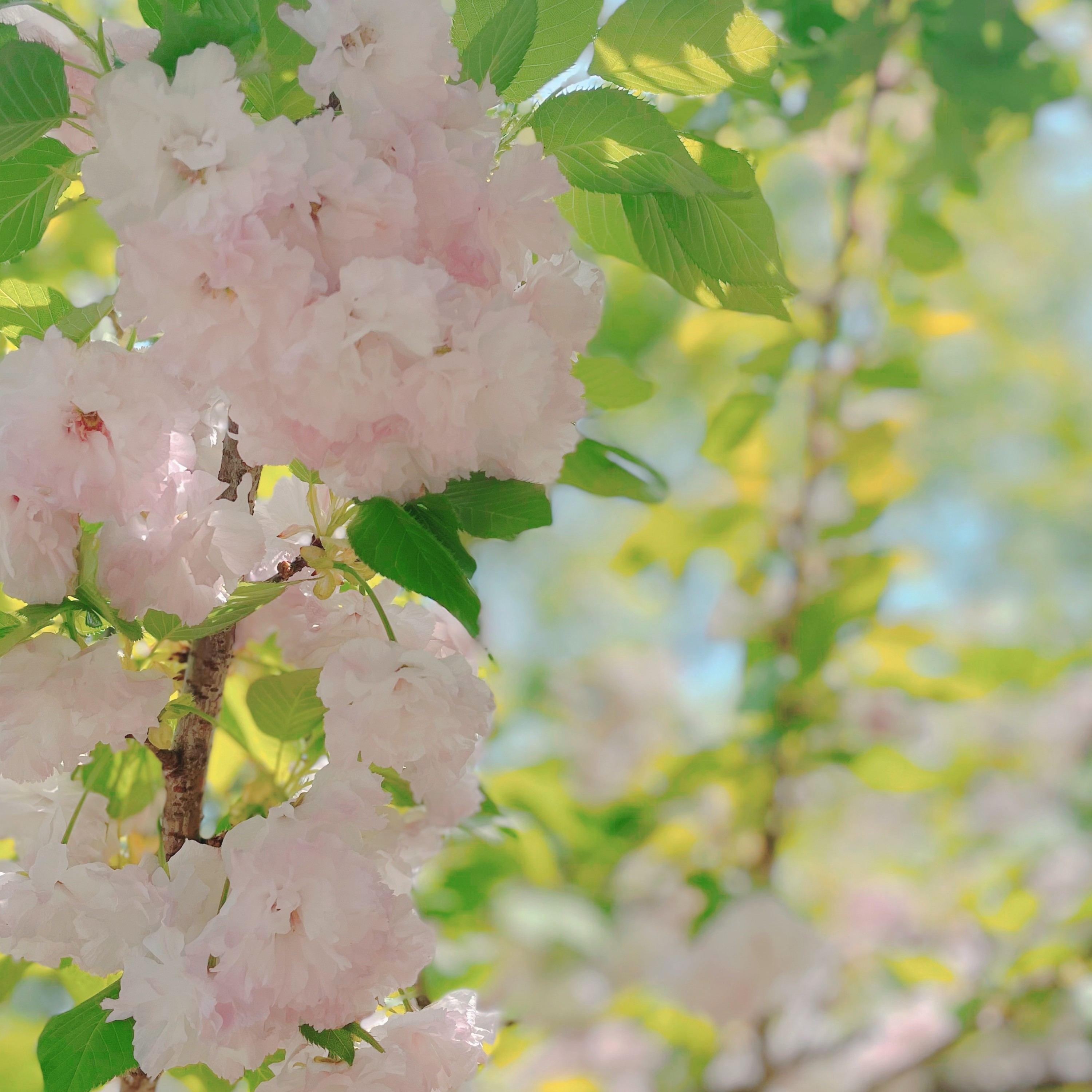 ジャケット写真