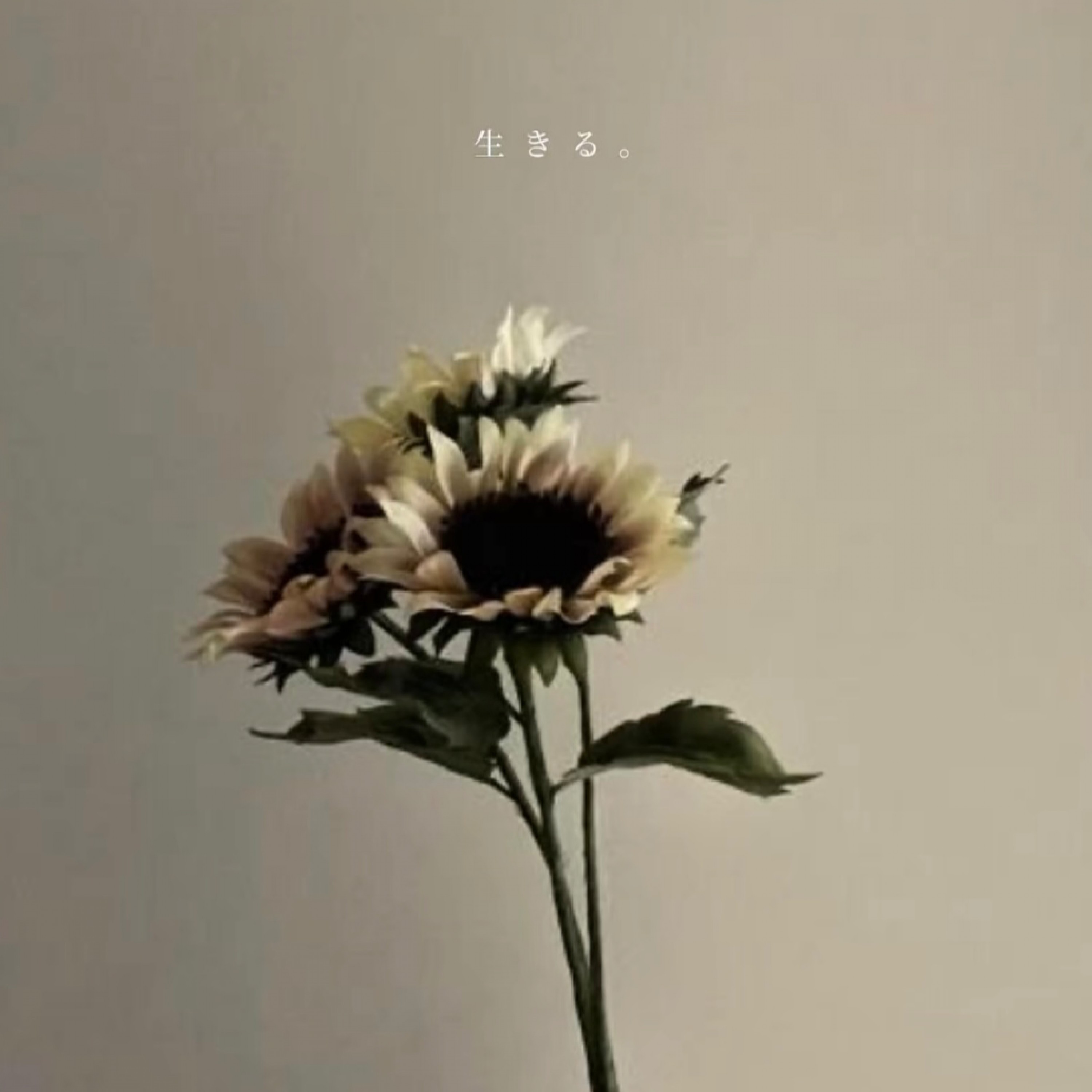 ジャケット写真