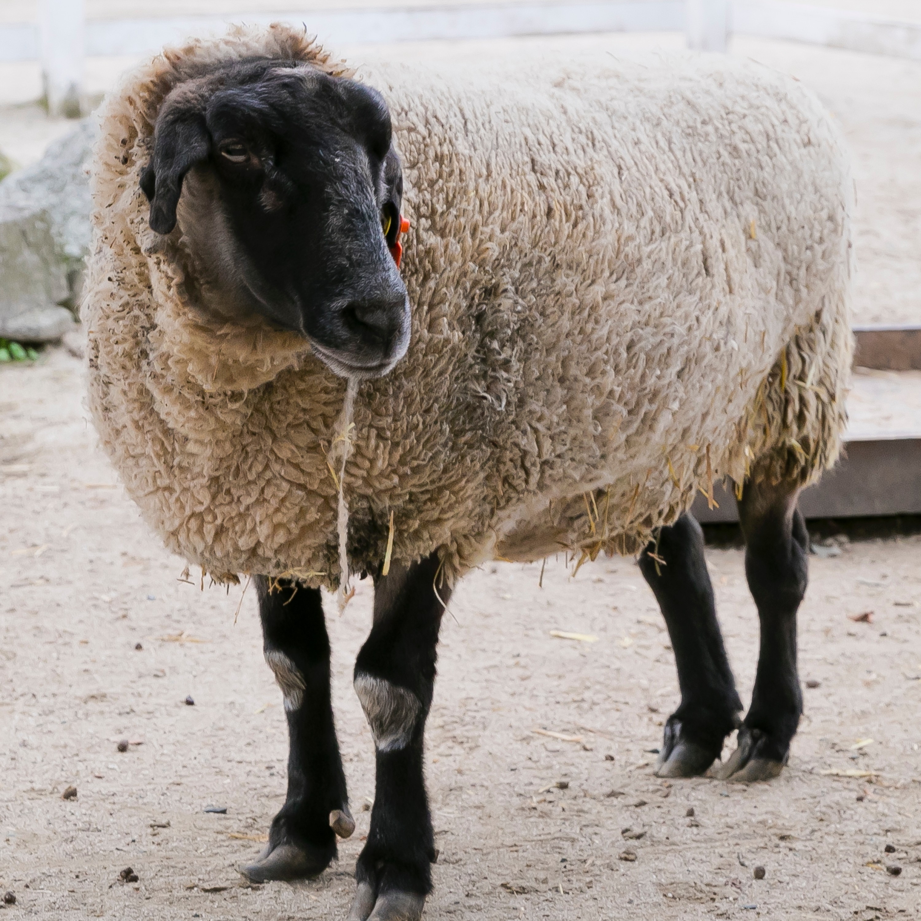 ジャケット写真