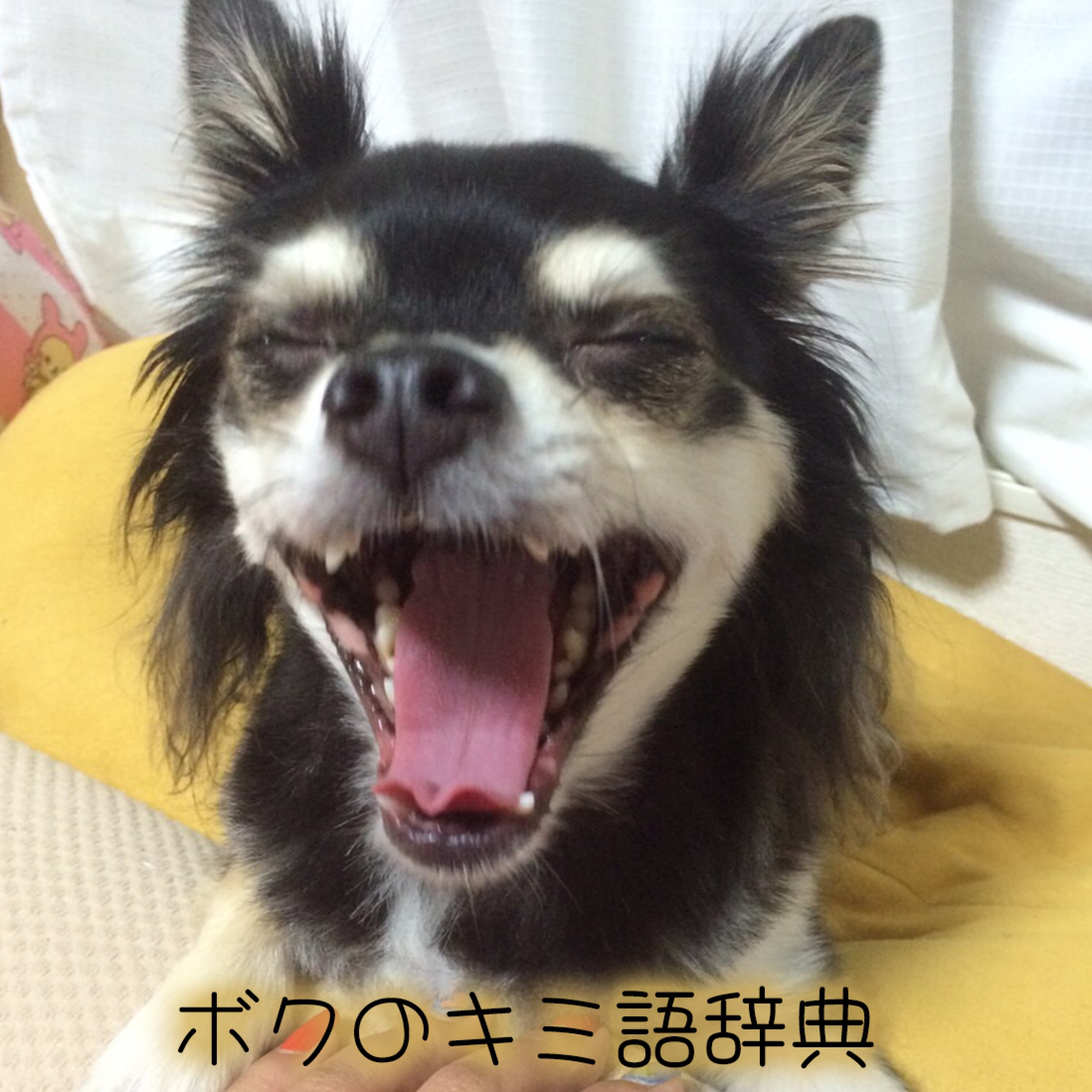 ジャケット写真