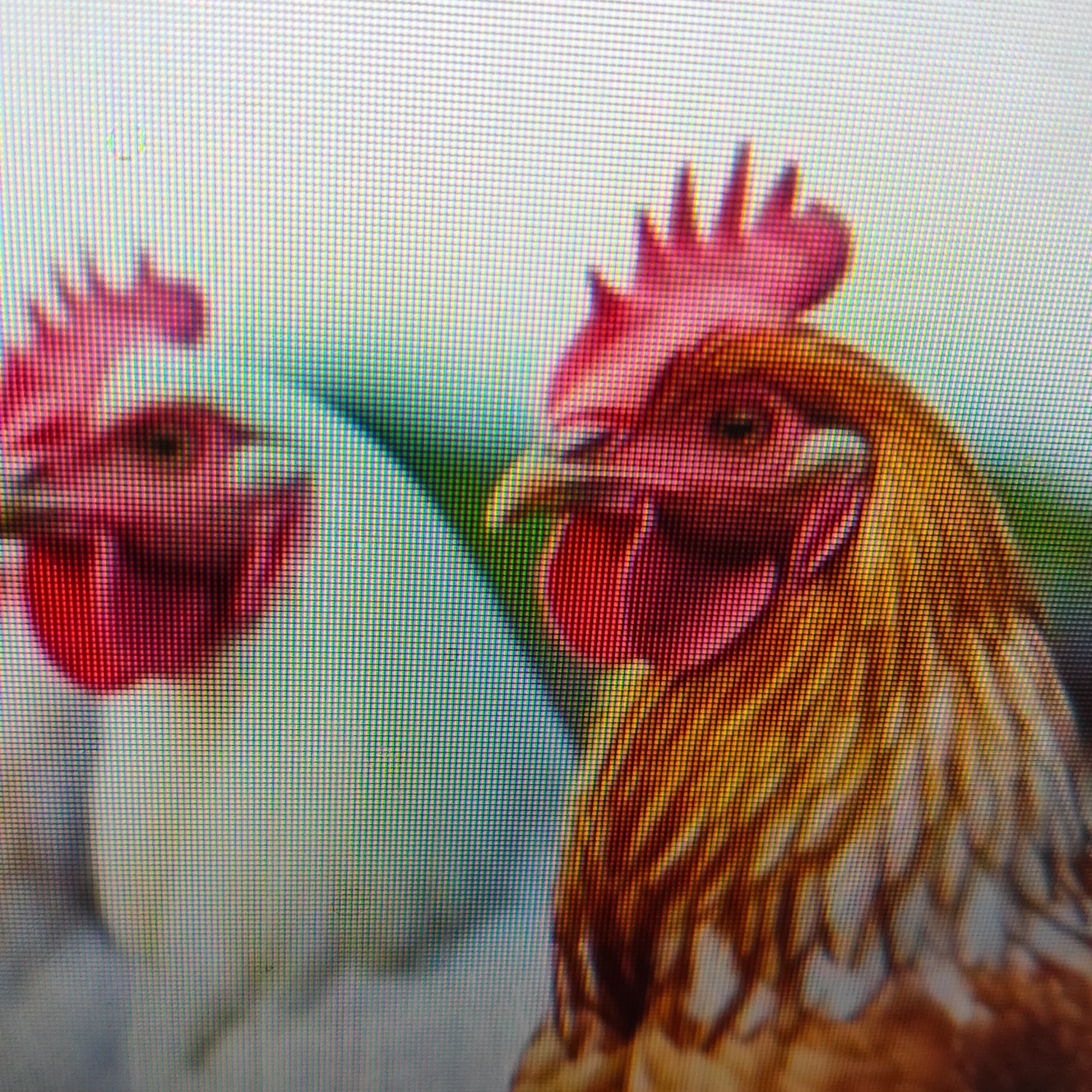 ジャケット写真