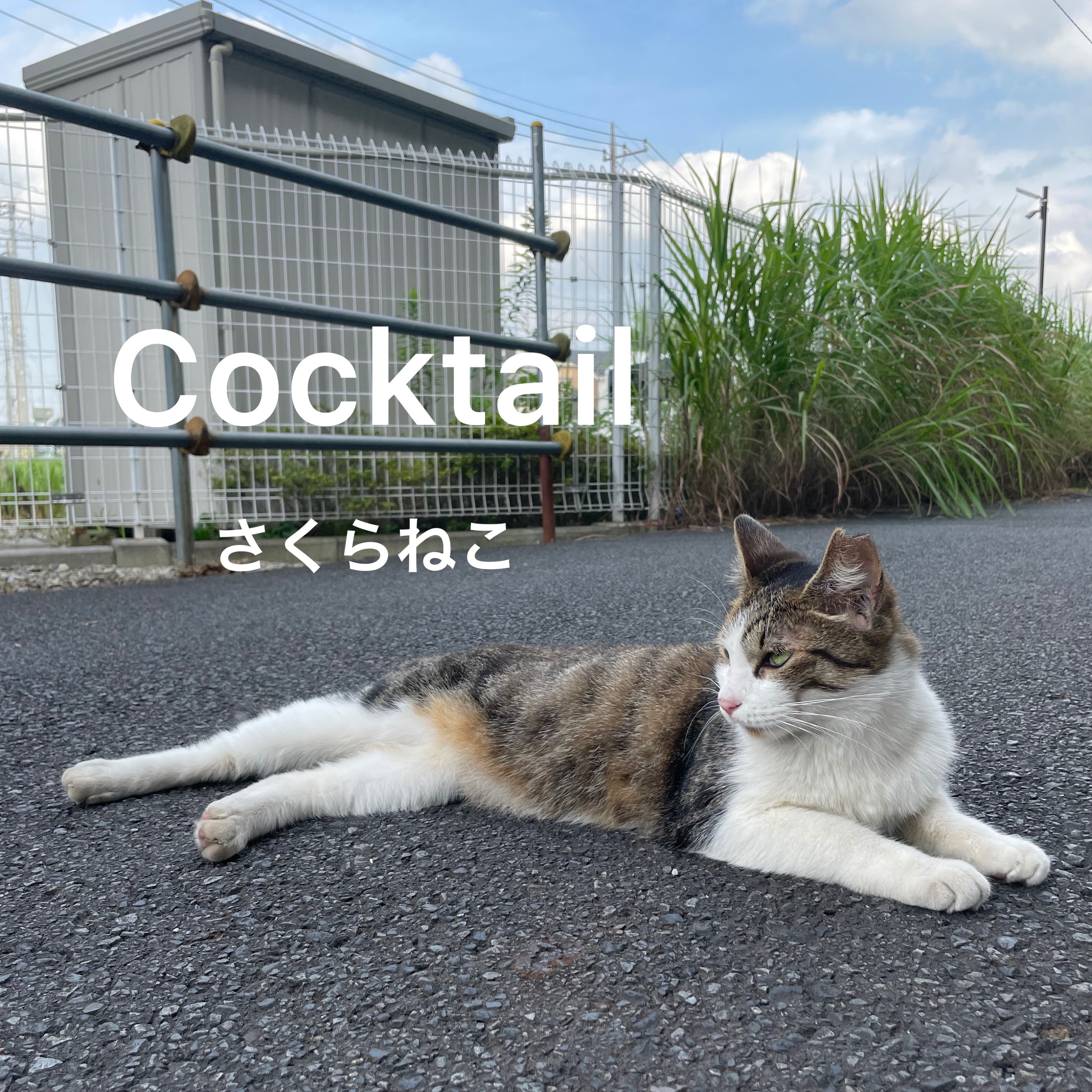 ジャケット写真