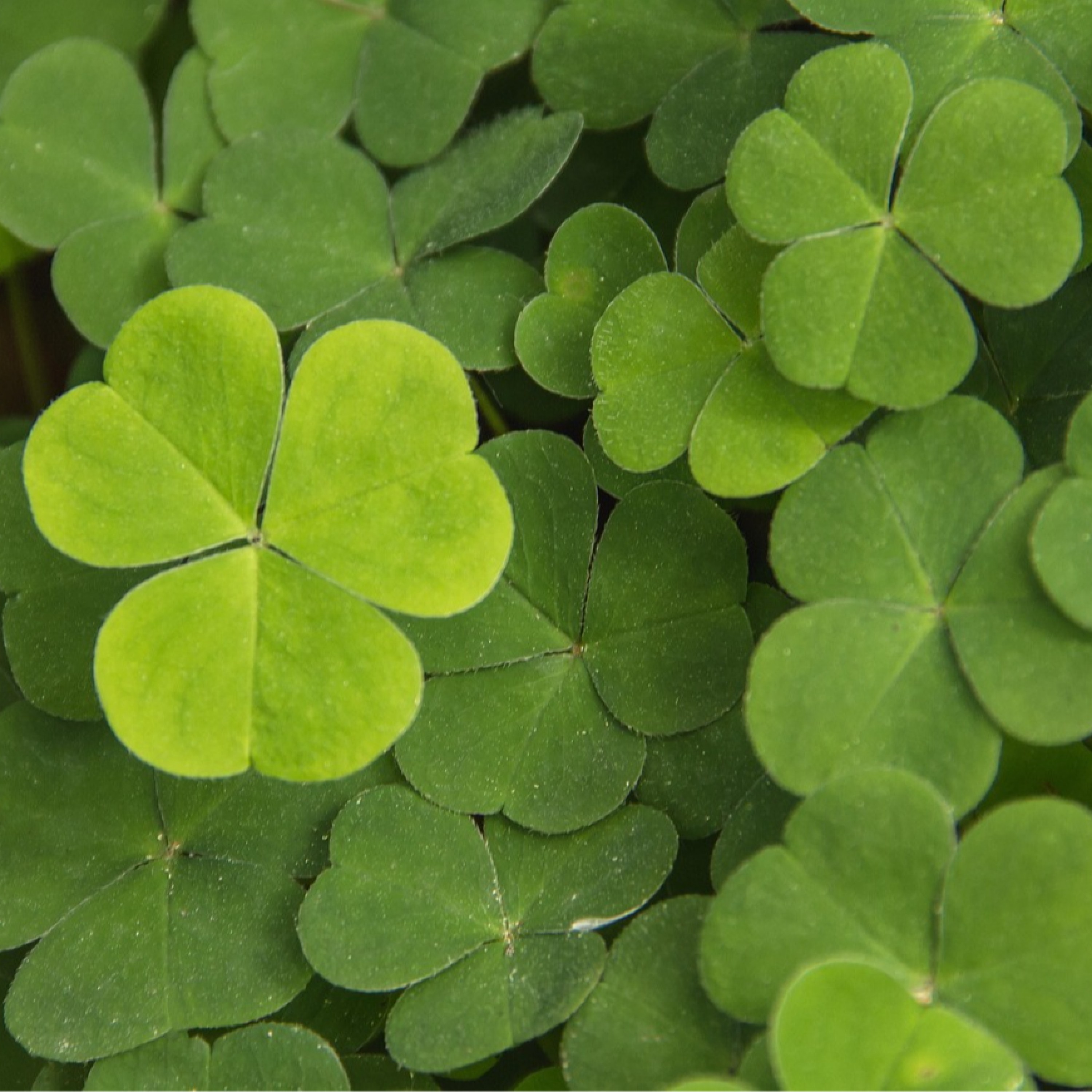 ジャケット写真