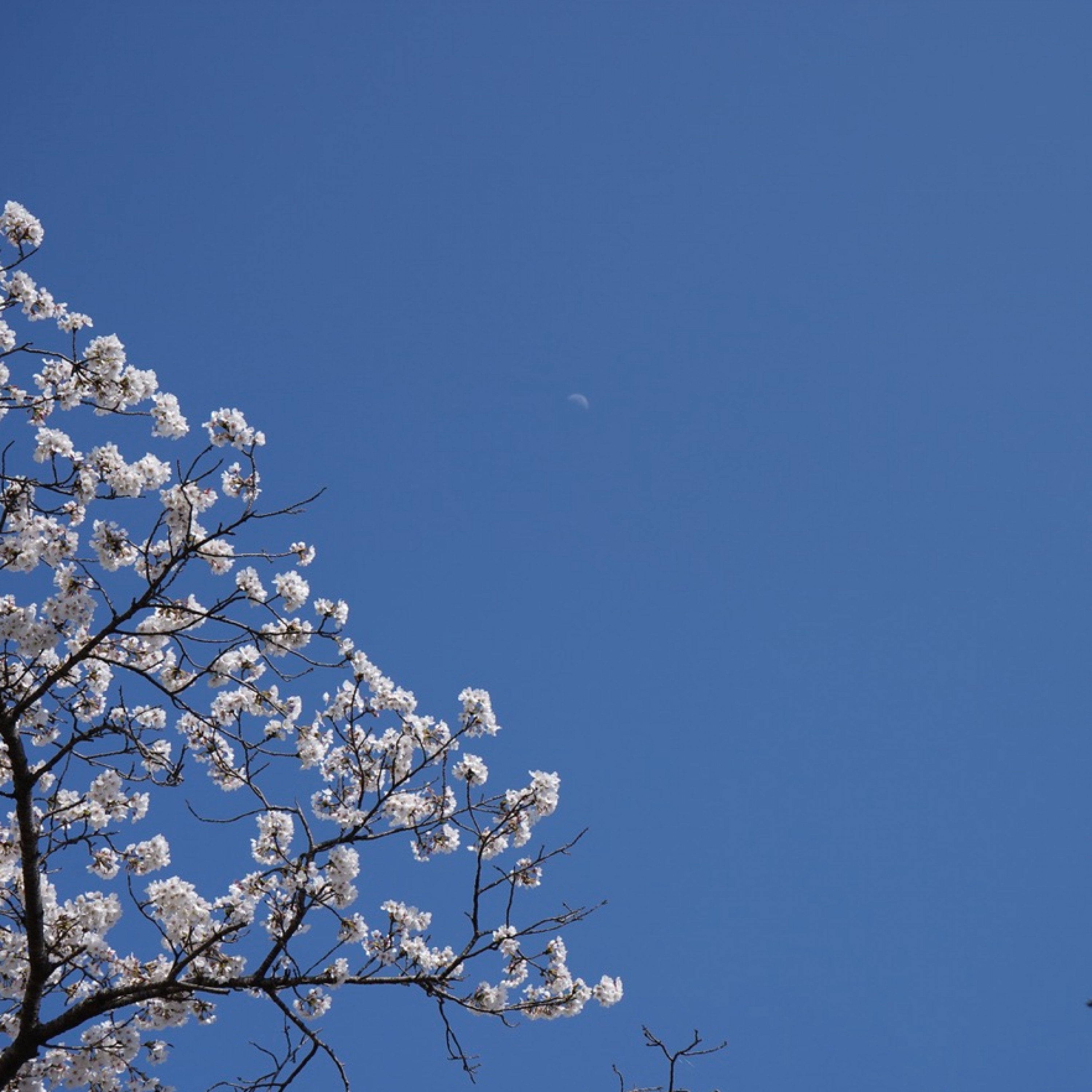 ジャケット写真