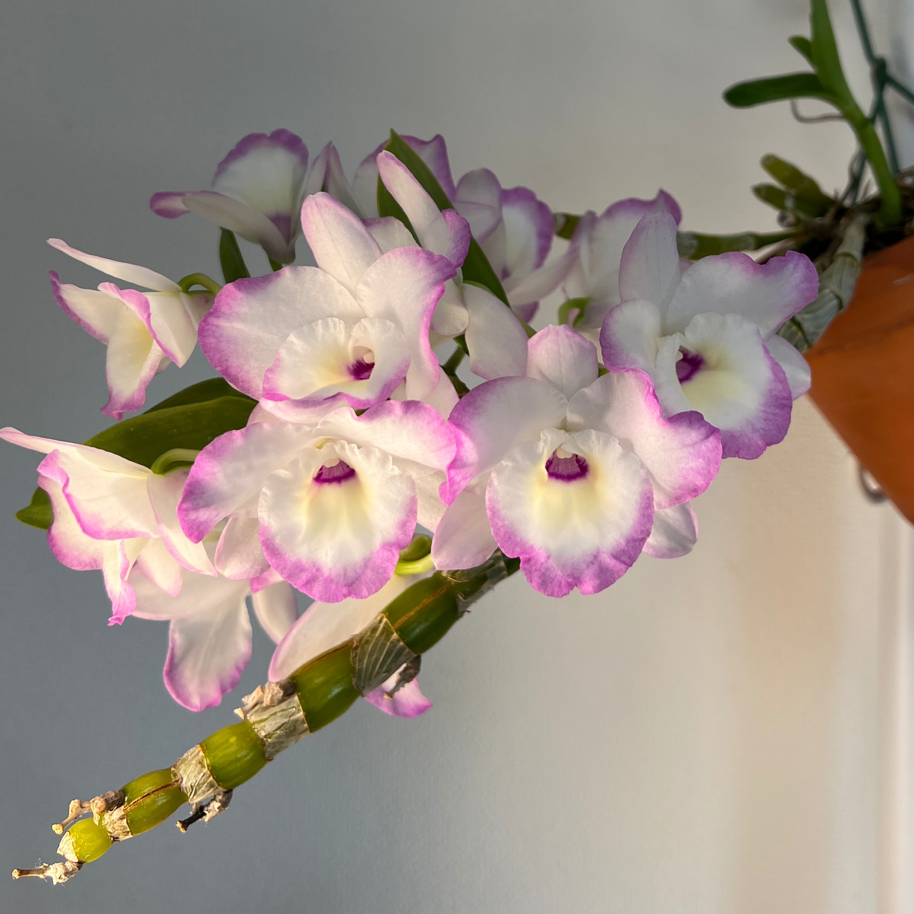 ジャケット写真