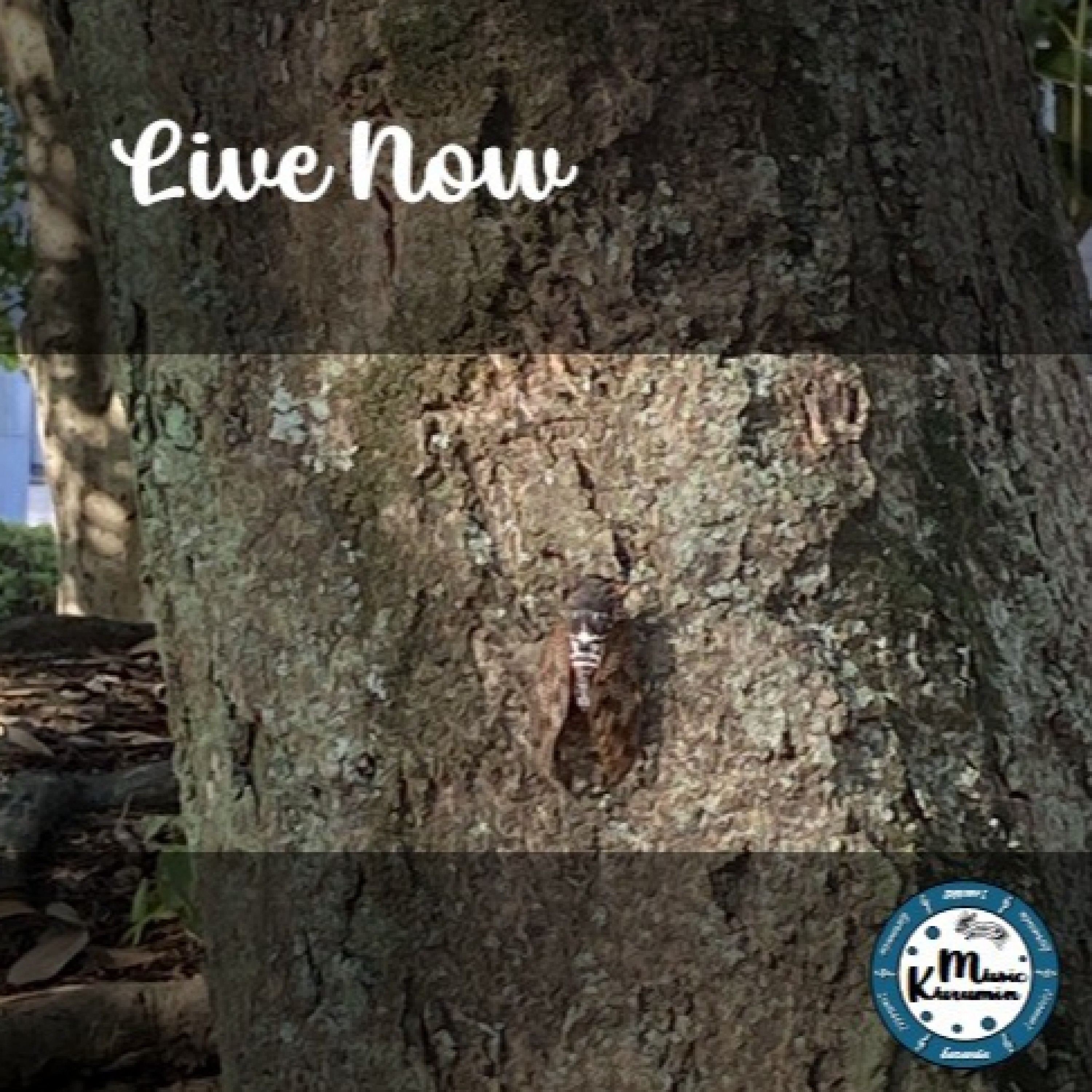 ジャケット写真