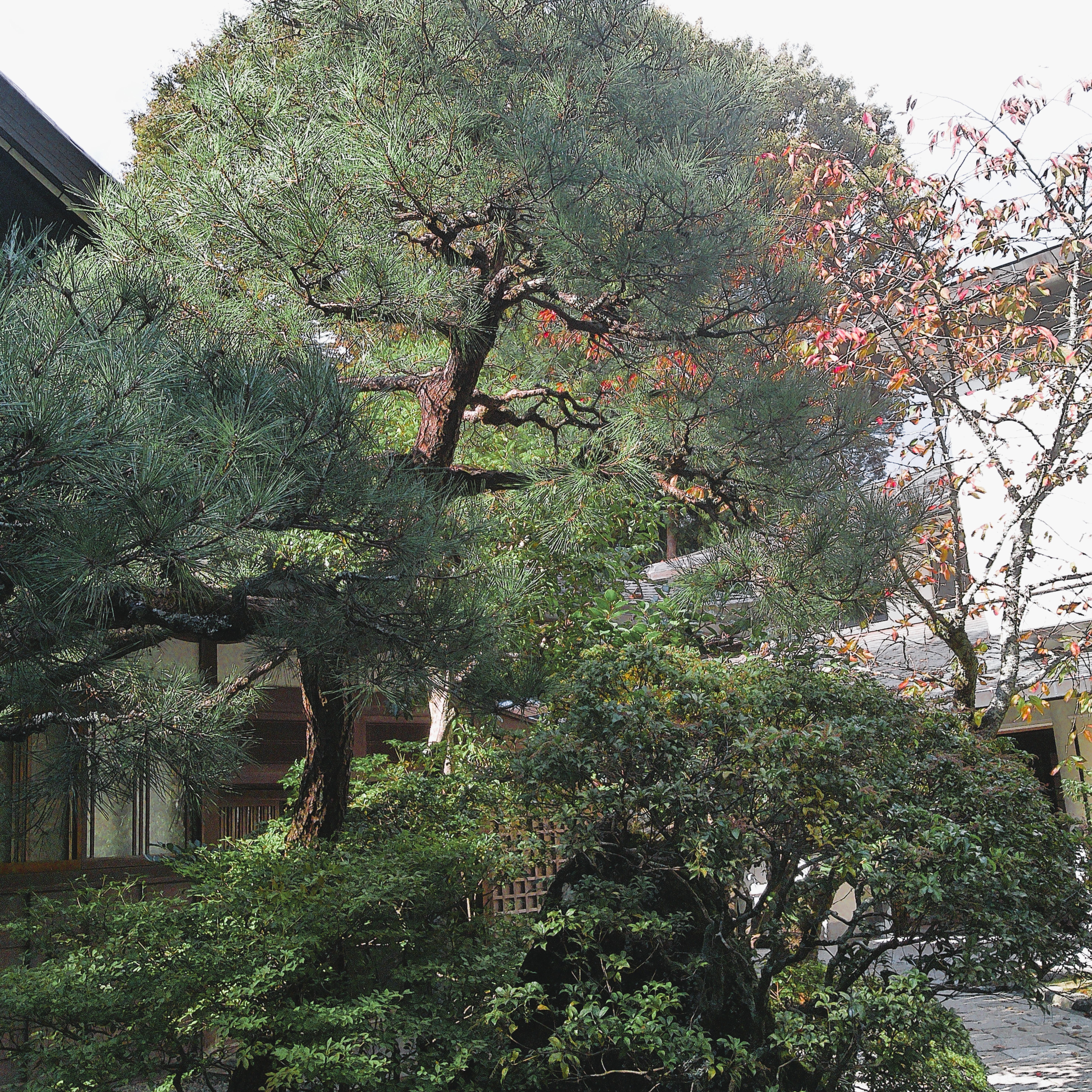 ジャケット写真