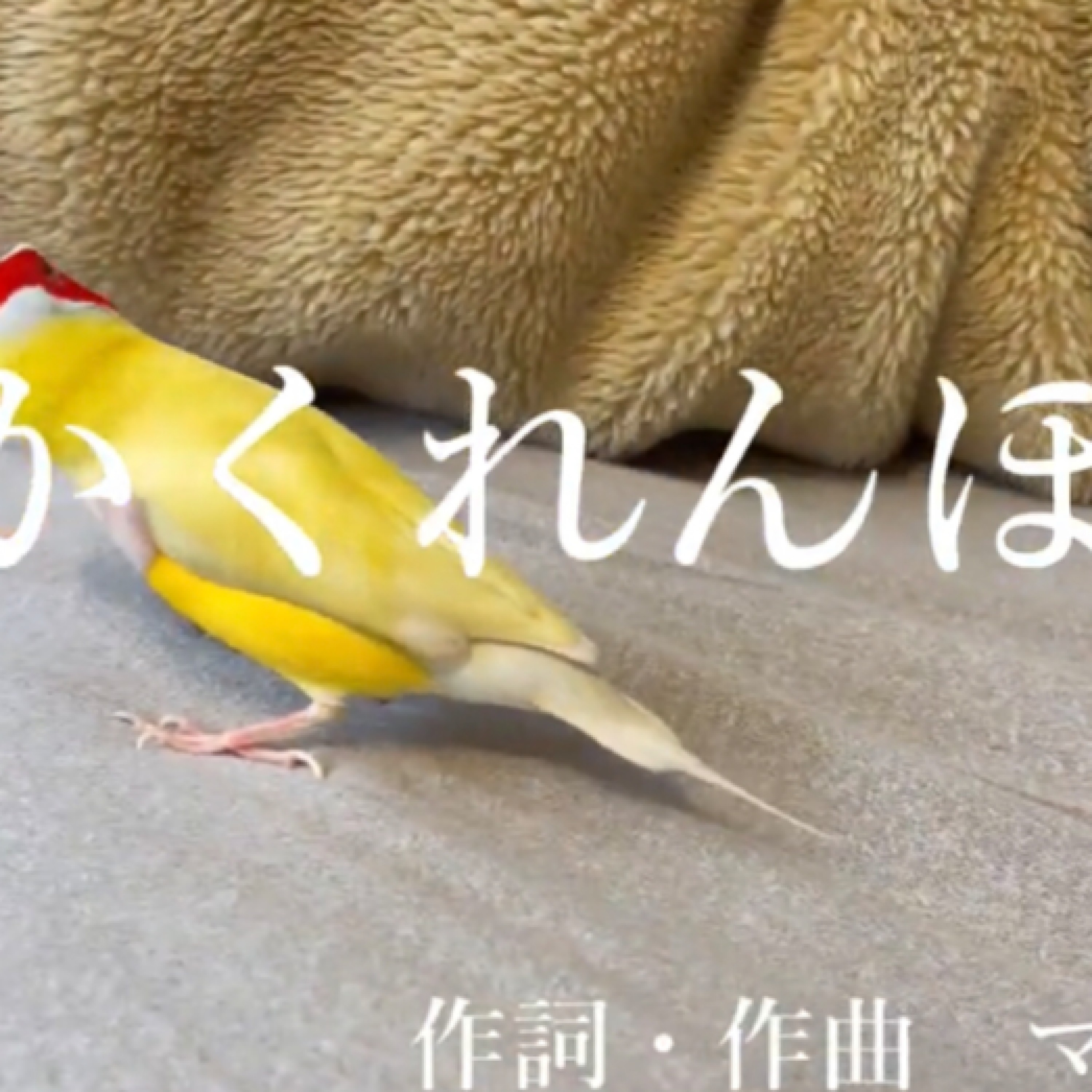 ジャケット写真