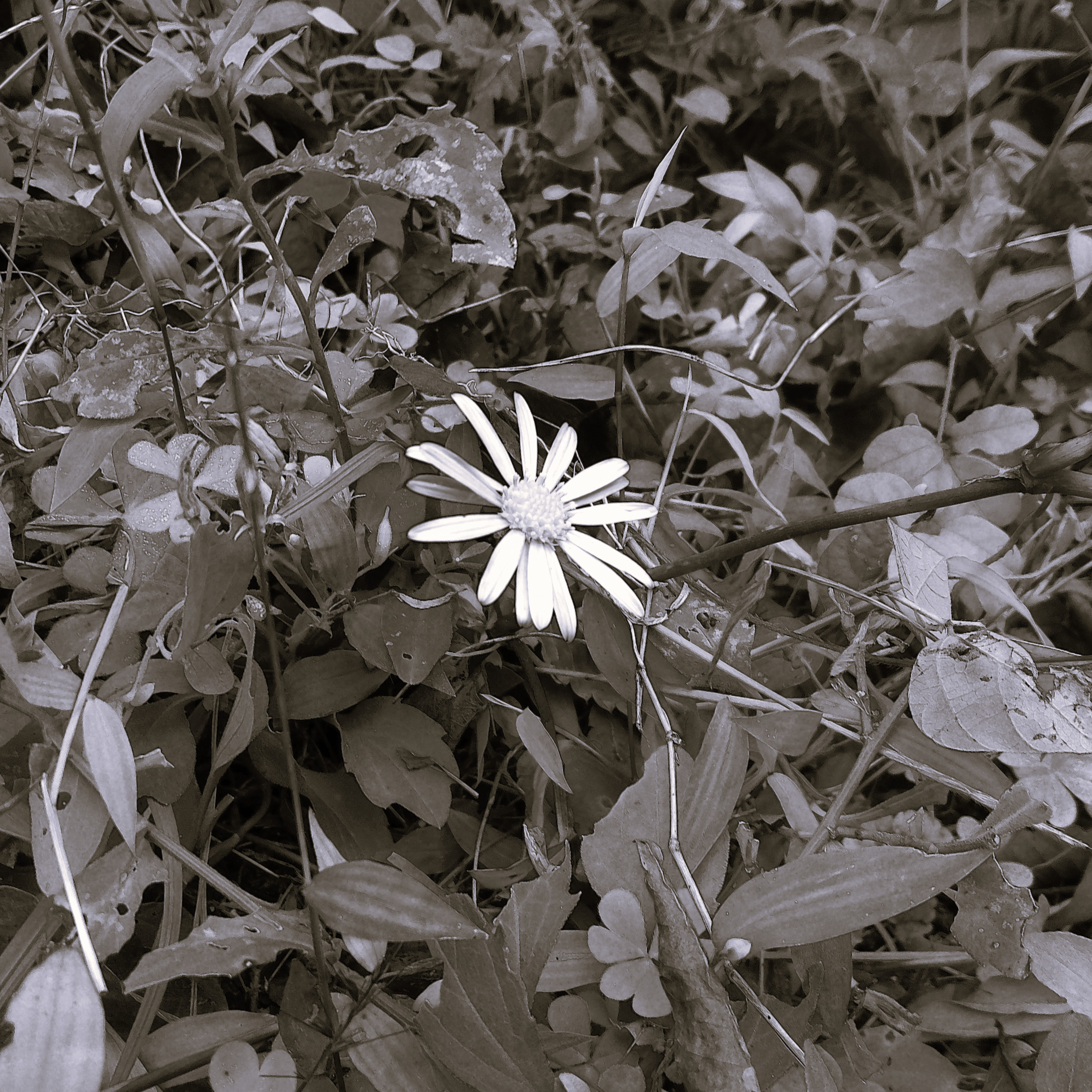 ジャケット写真