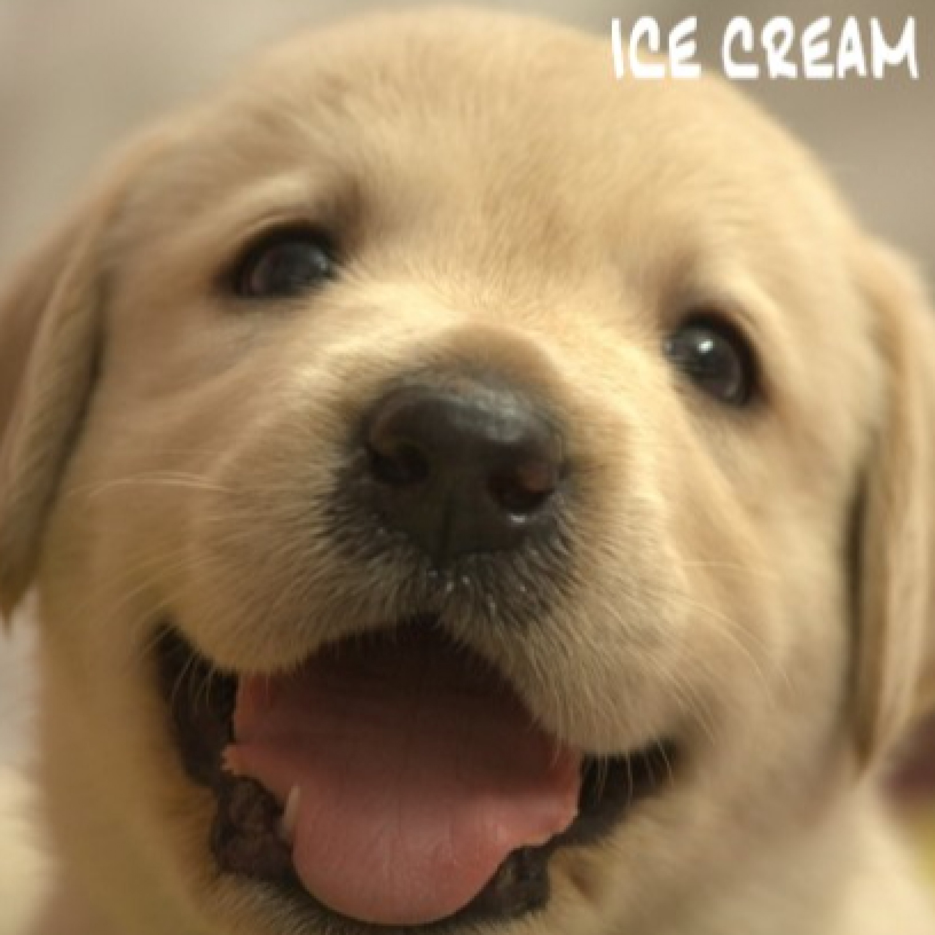 ジャケット写真