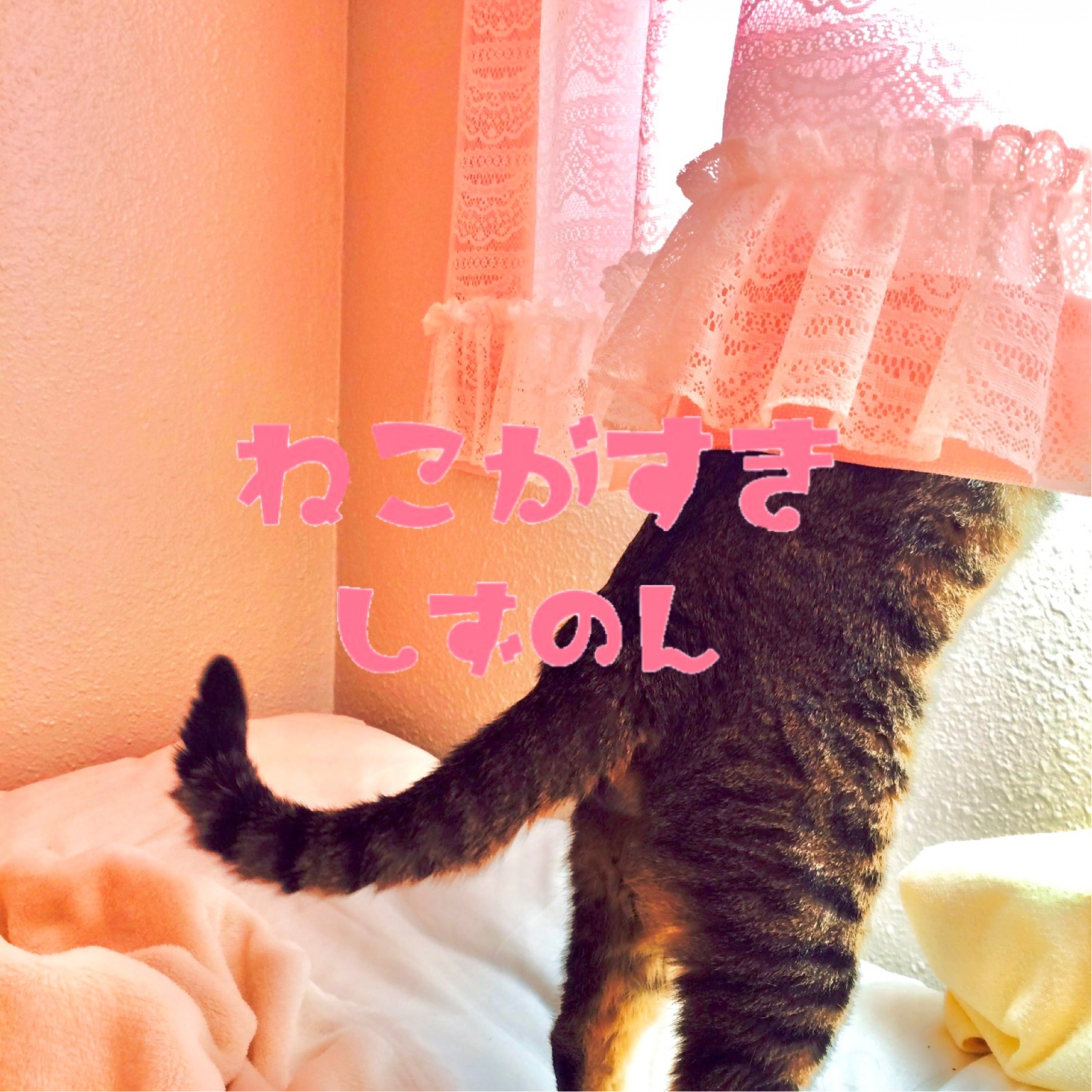 ジャケット写真