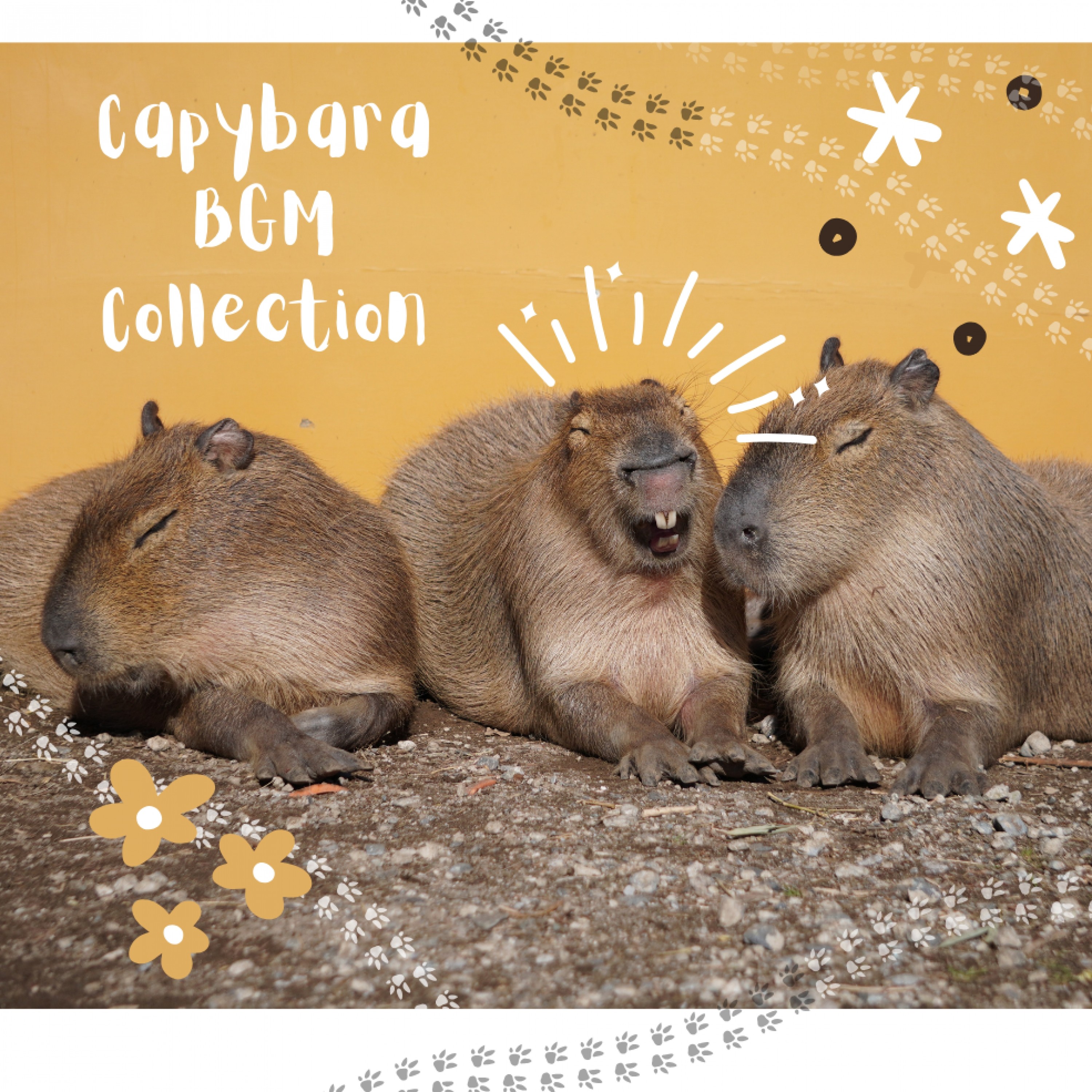 ジャケット写真