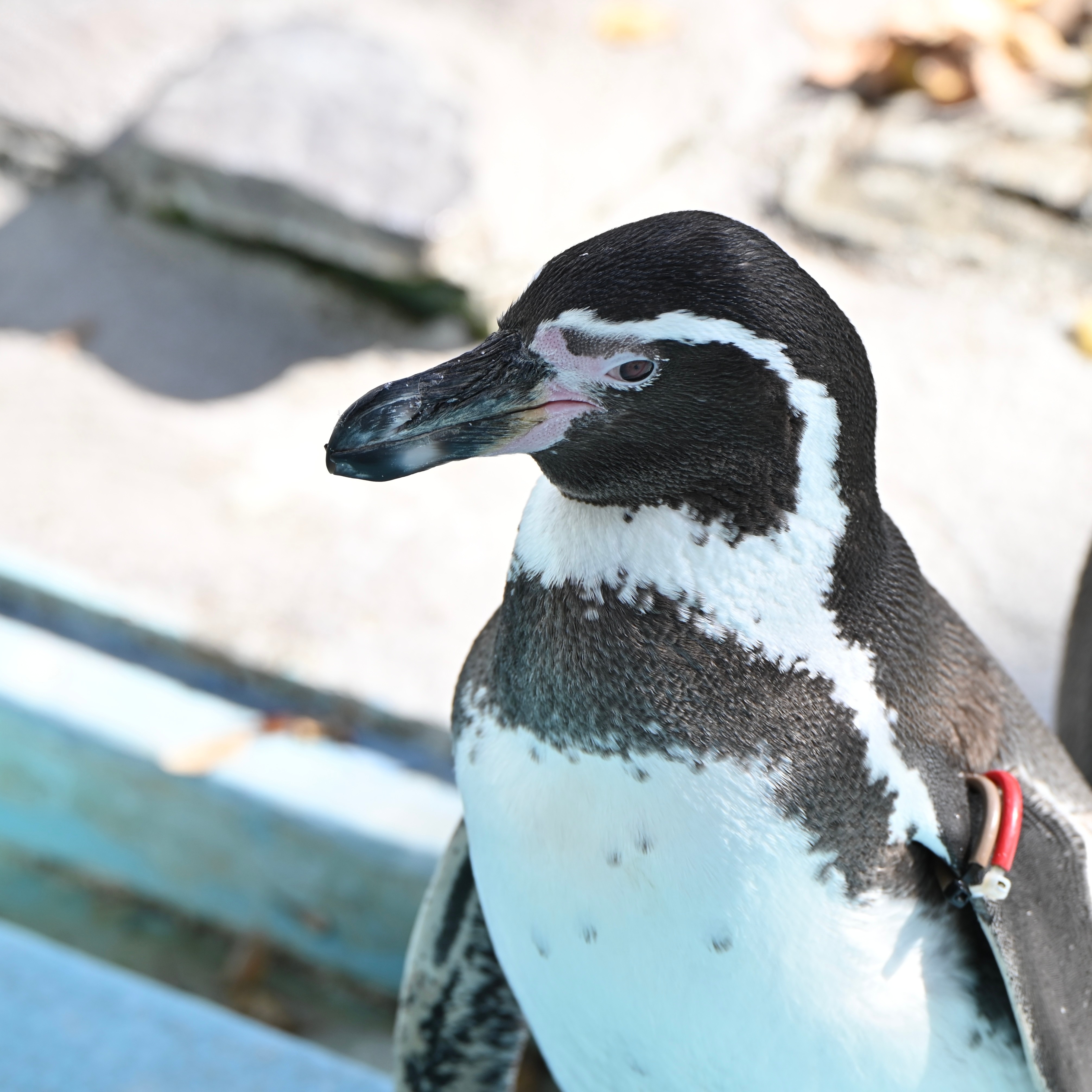 ジャケット写真