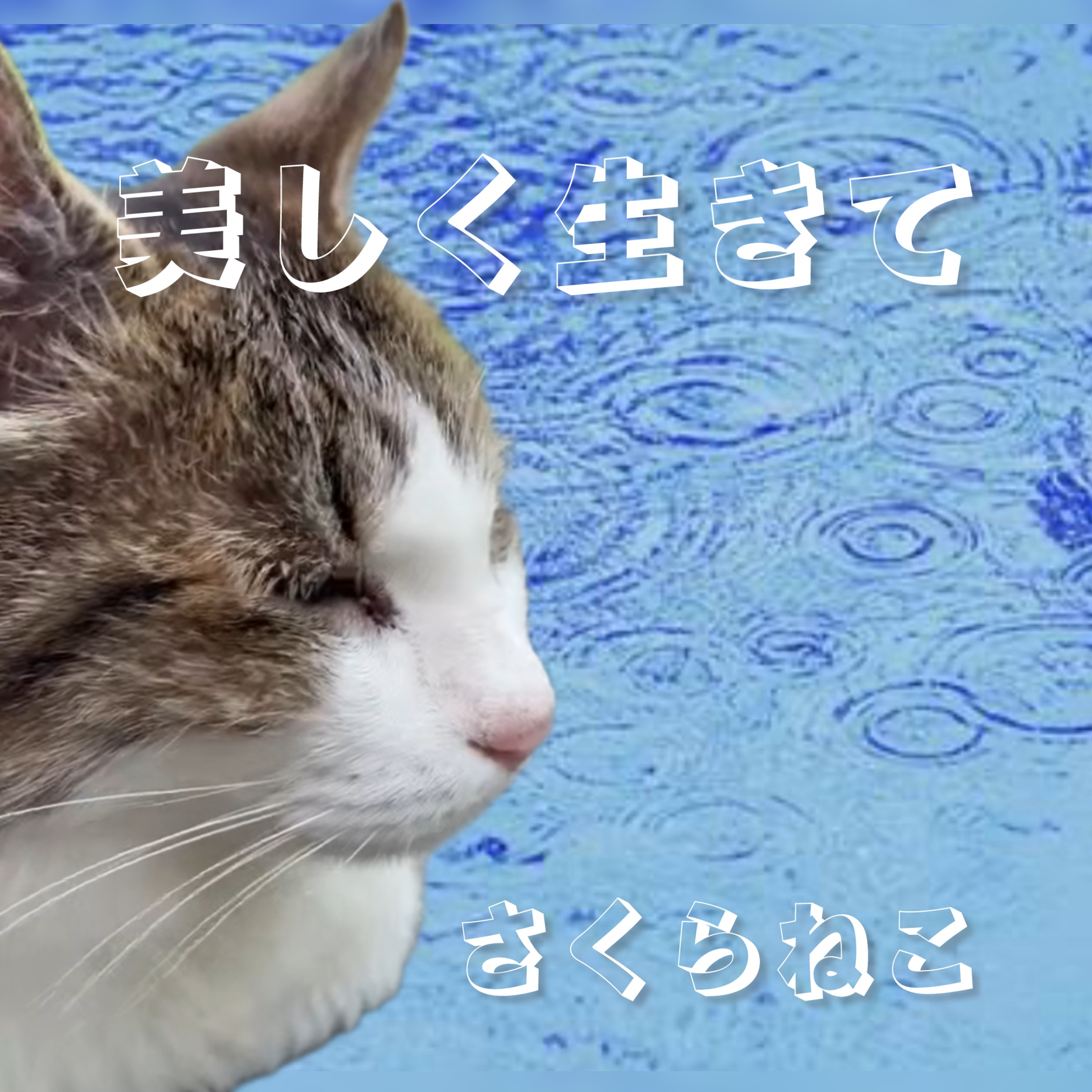 ジャケット写真