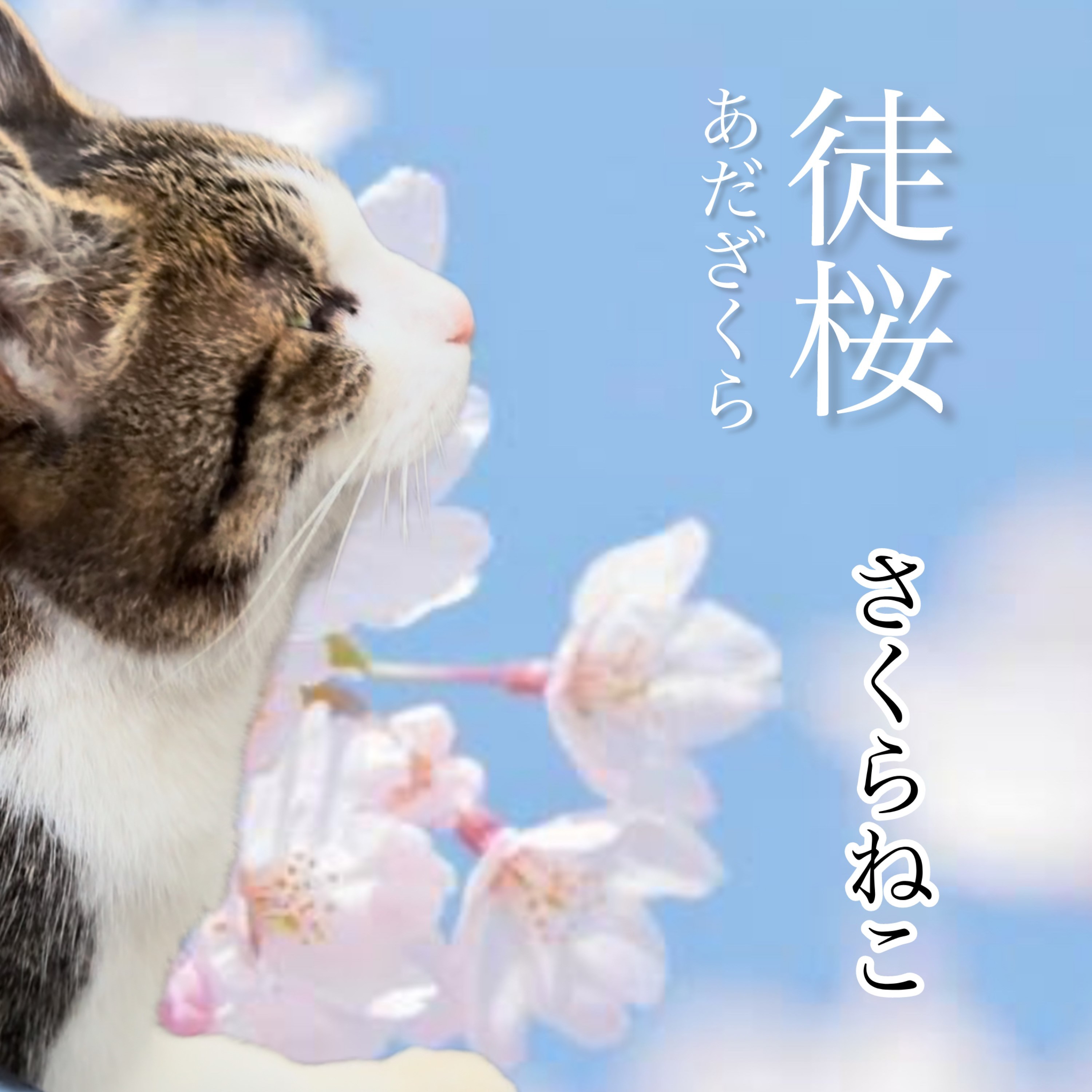ジャケット写真