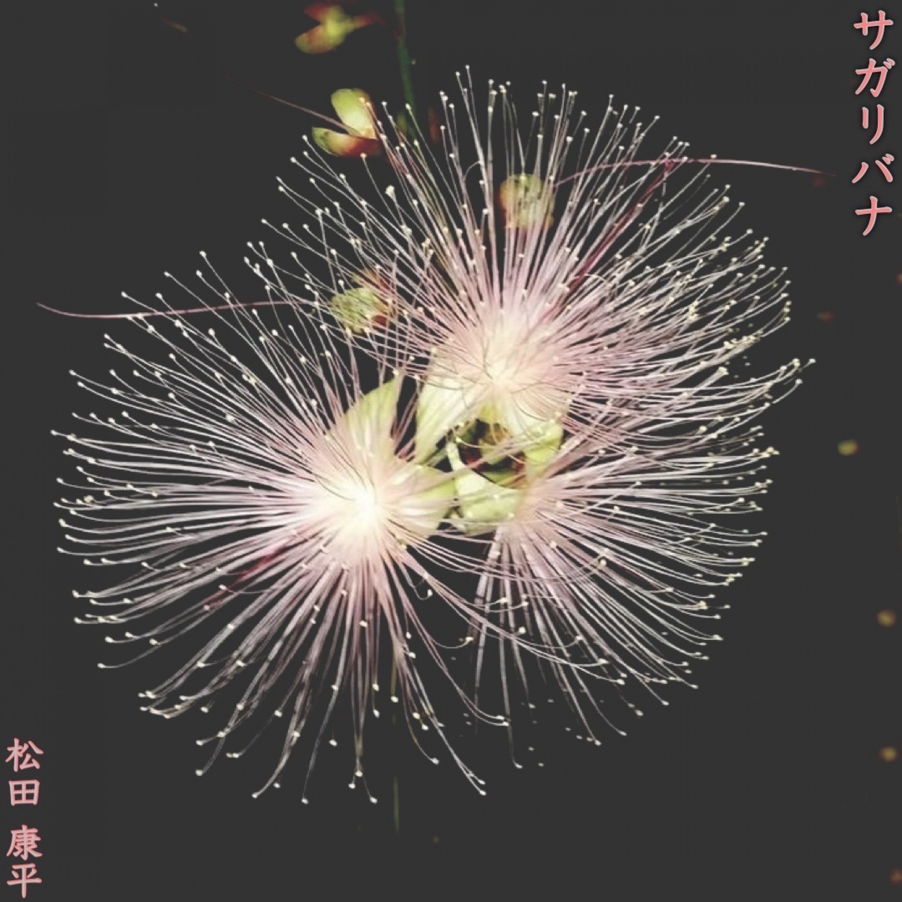 ジャケット写真