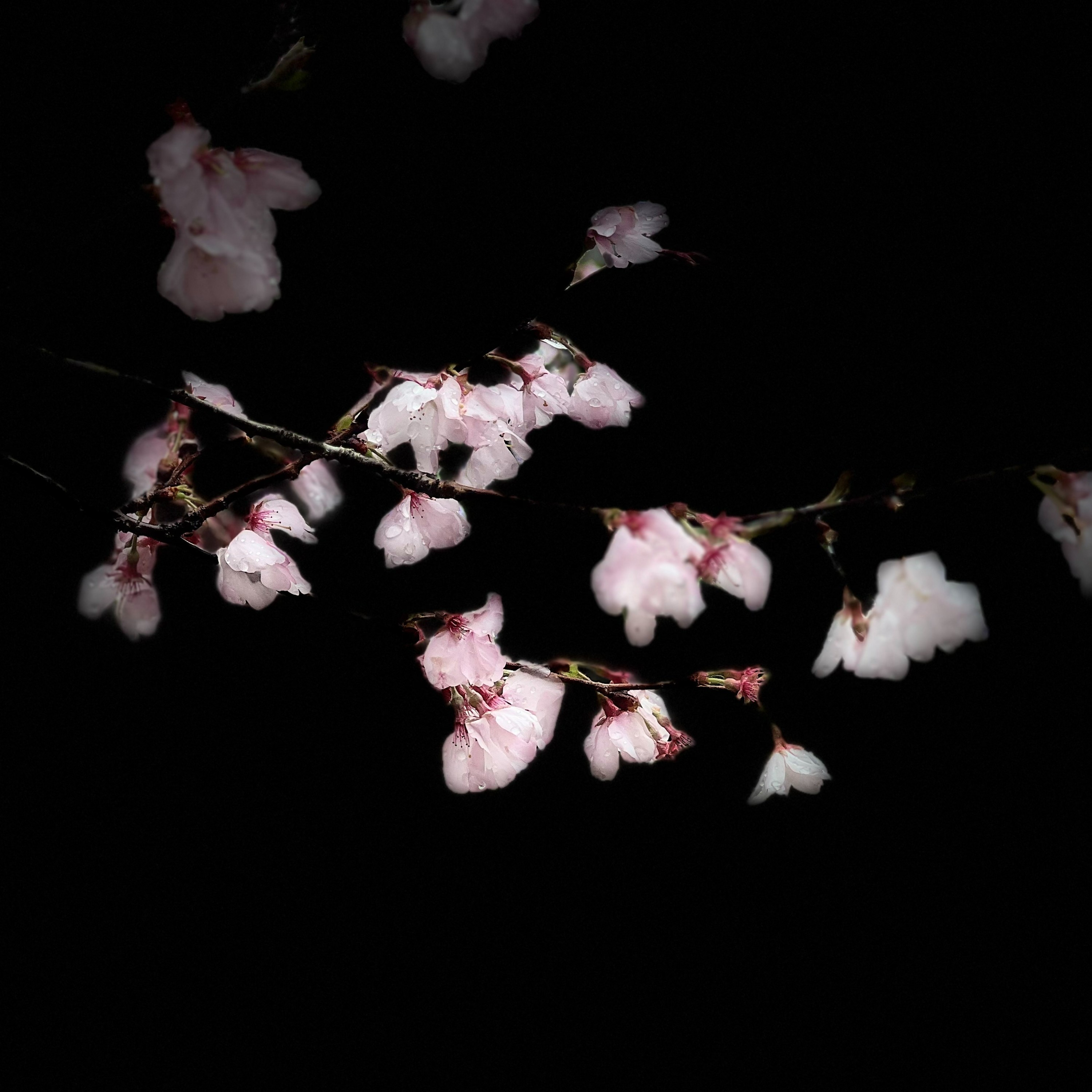 ジャケット写真