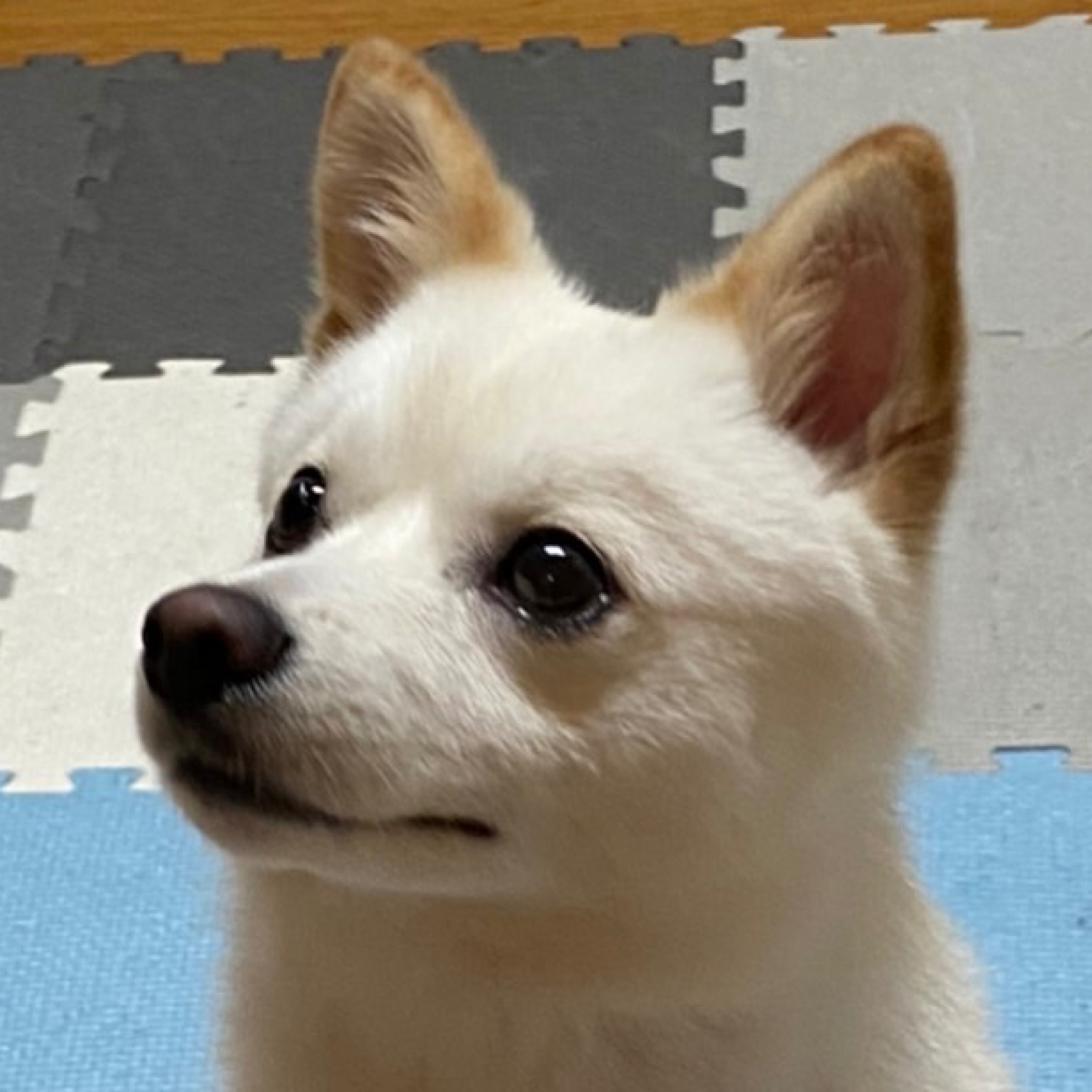 ジャケット写真