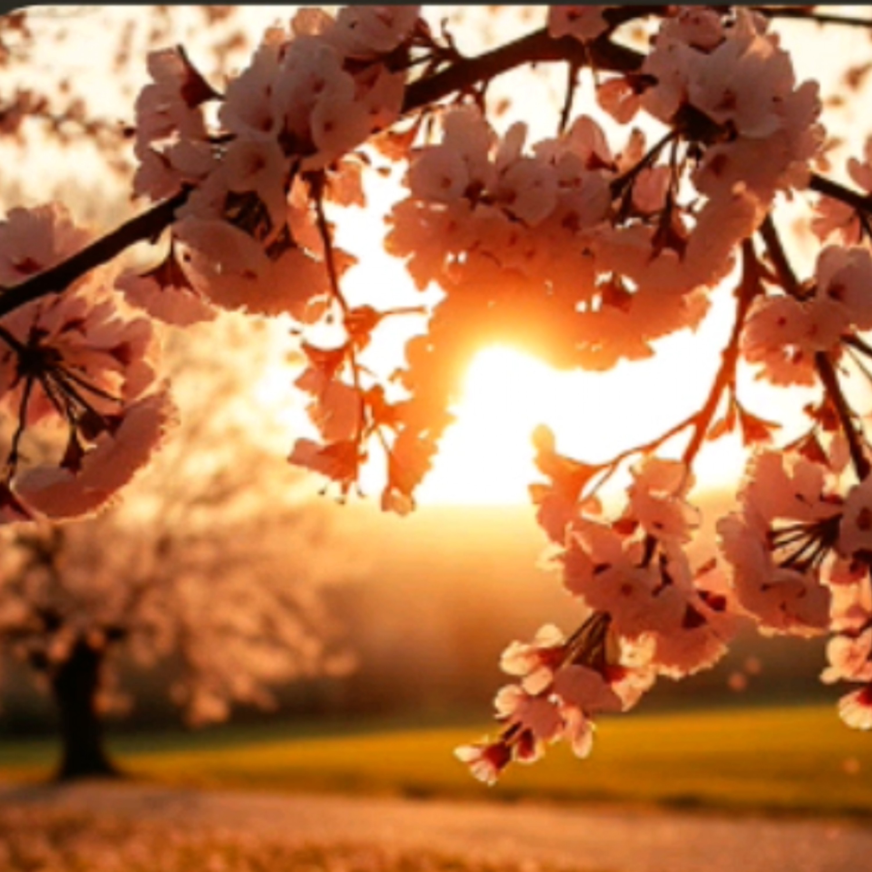 ジャケット写真