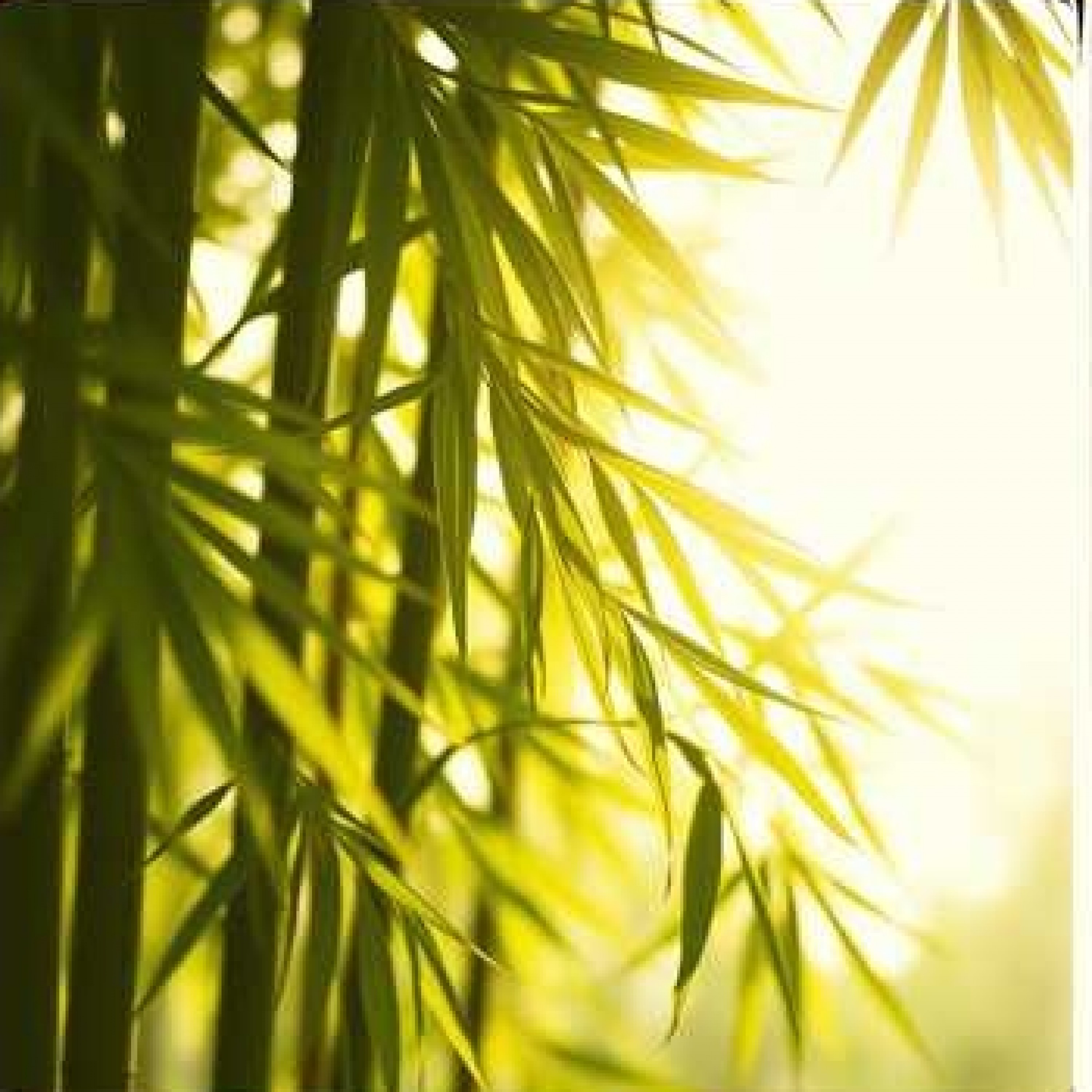 ジャケット写真